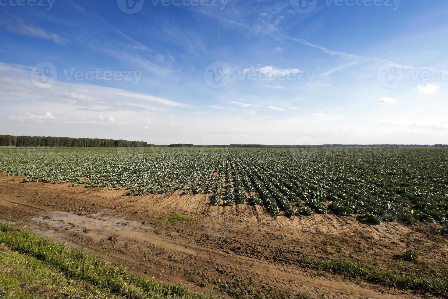 veld van kool, lente foto