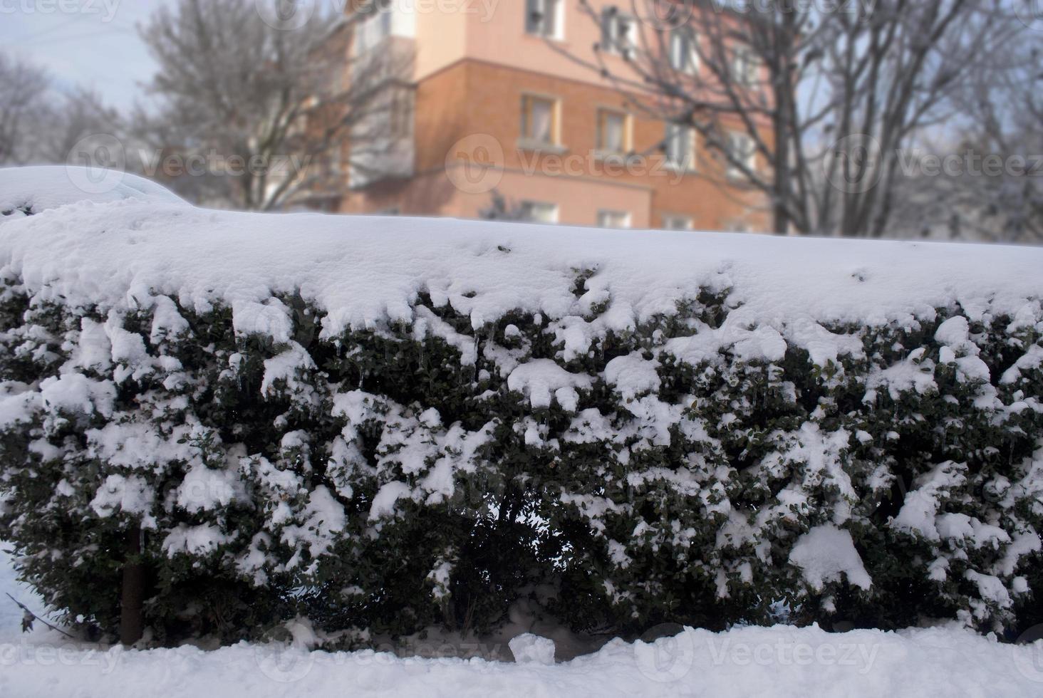 groene struiken in de sneeuw foto