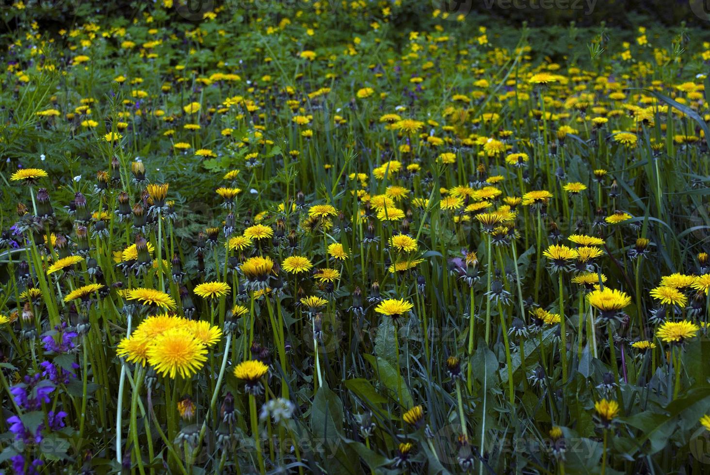 gele paardebloemen en groen gras foto