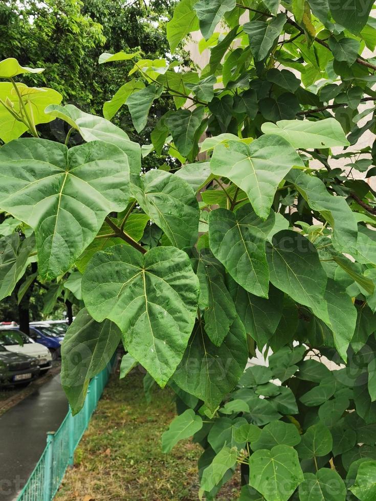 een groene plant in een tuin foto