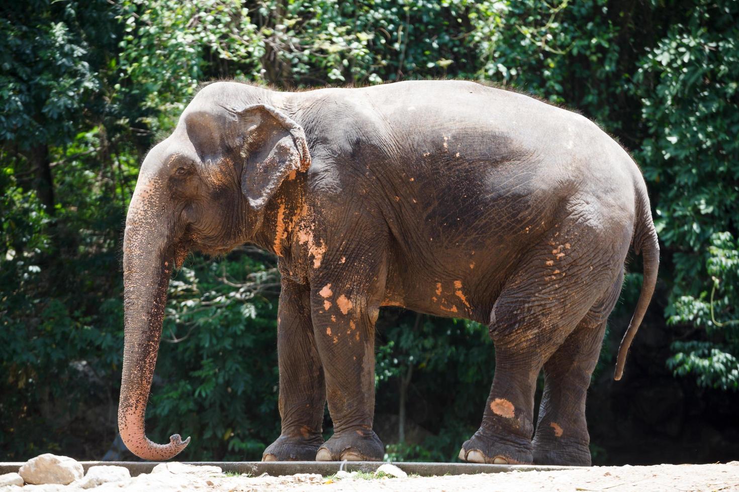 oude olifant in thailand foto