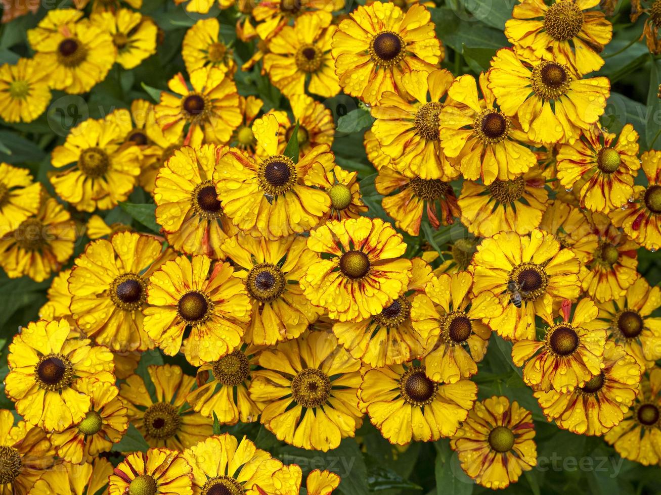 helenium nieskruid bloeit na een regenbui foto