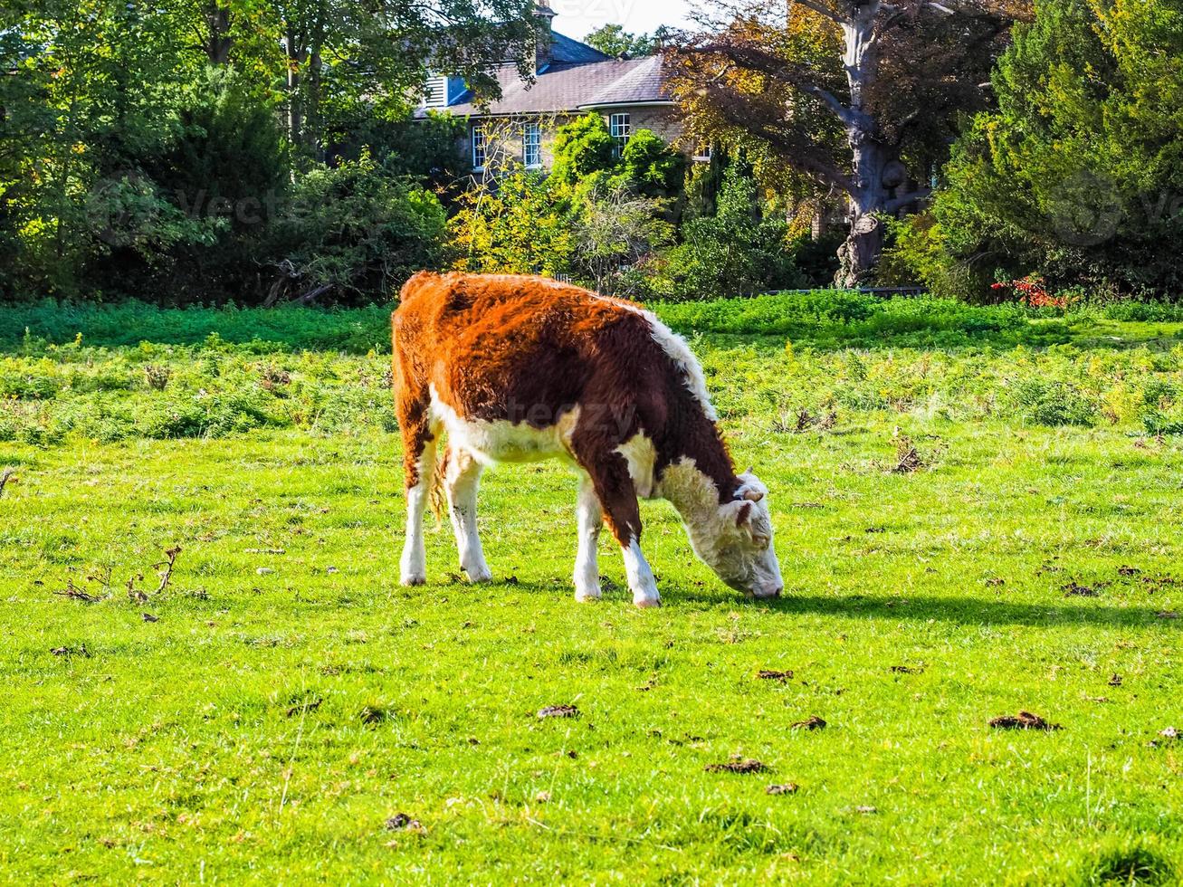 hdr coe fen weidevee in cambridge foto