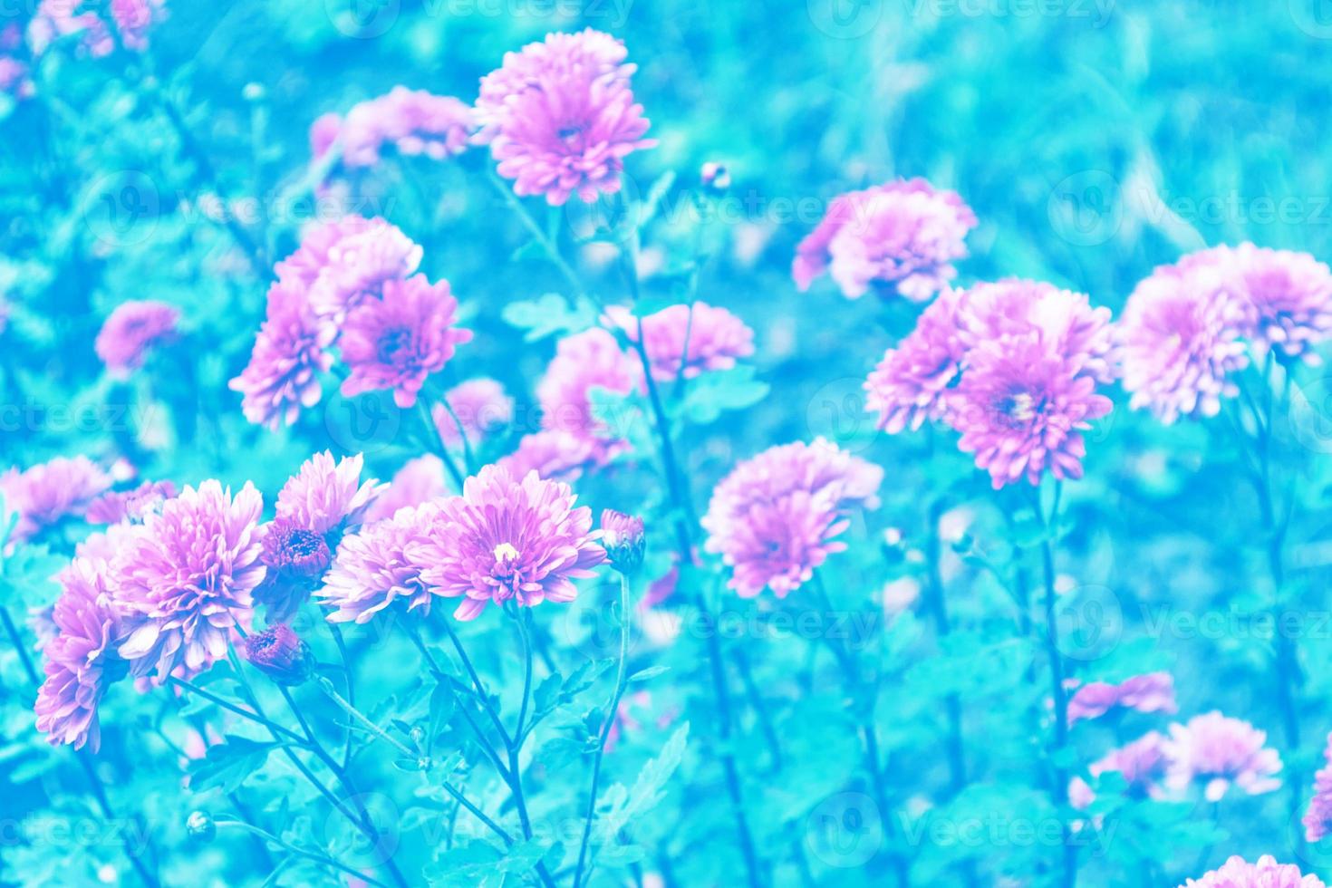 kleurrijke chrysantenbloemen op een achtergrond van het herfstlandschap foto