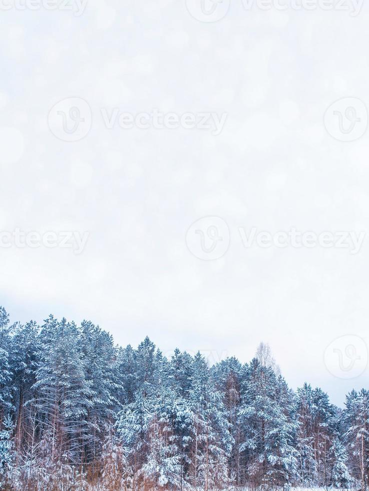 bevroren winterbos met besneeuwde bomen. foto