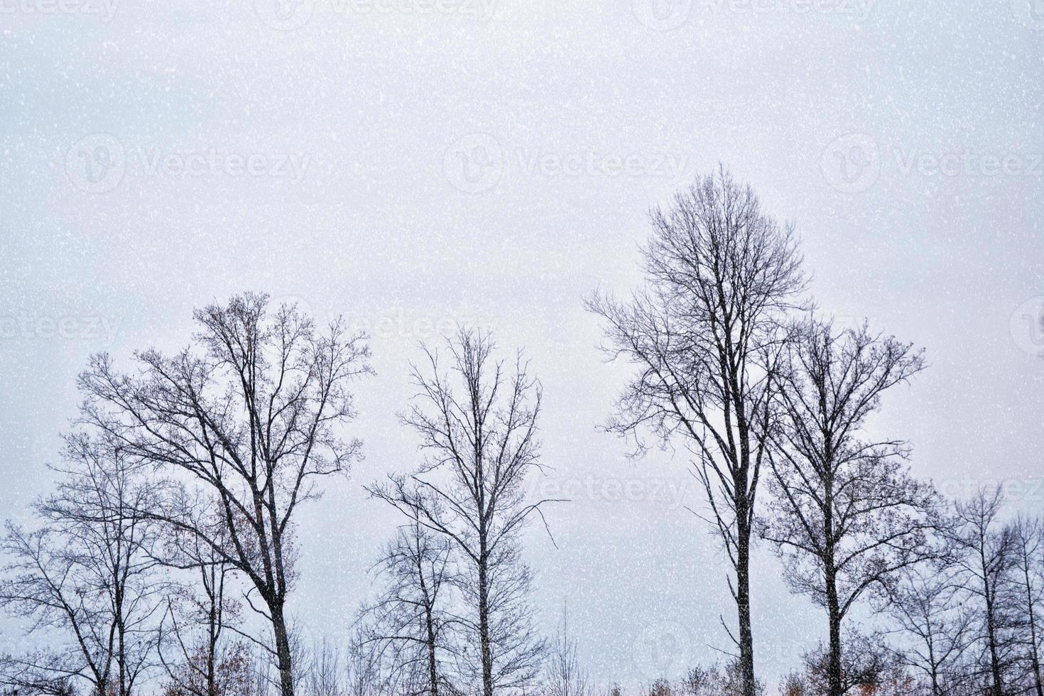 bevroren winterbos met besneeuwde bomen. foto