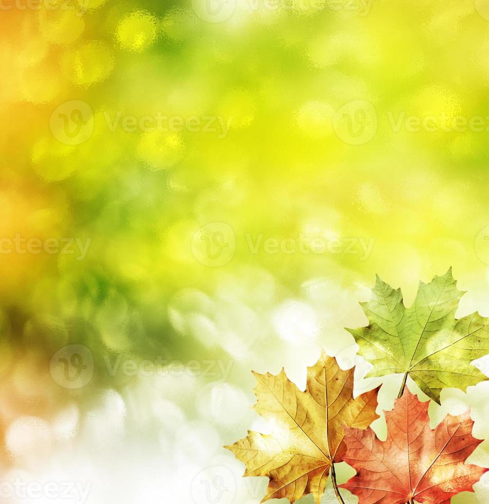 herfst landschap. mooie bladeren. kleurrijke bomen foto