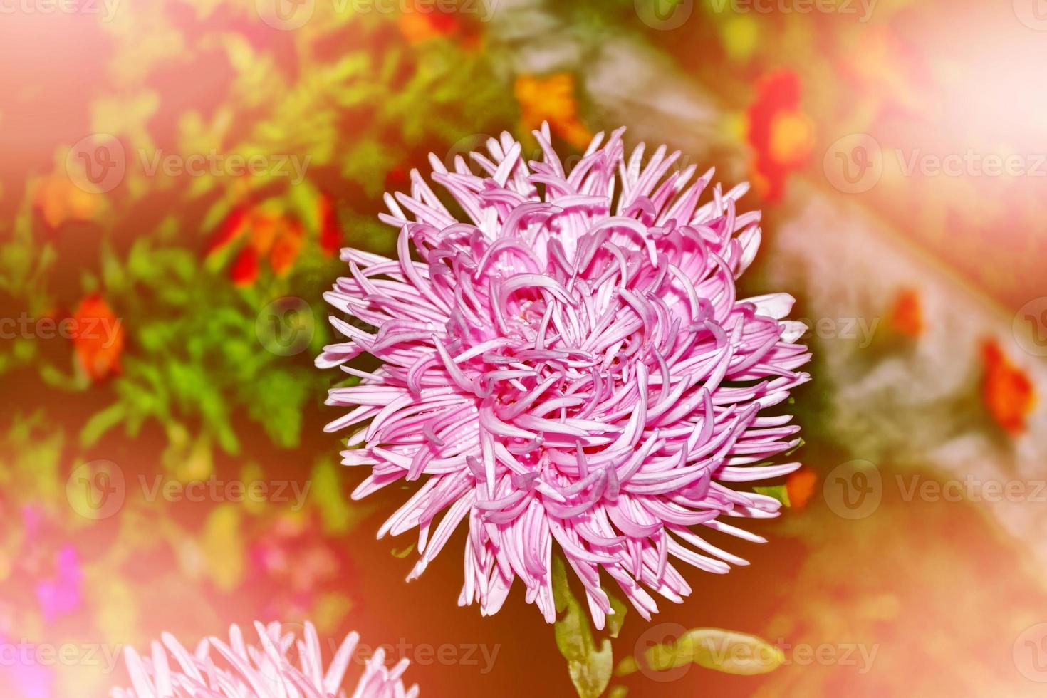 herfst landschap. kleurrijke mooie bloemen asters op de achtergrond van het herfstlandschap foto