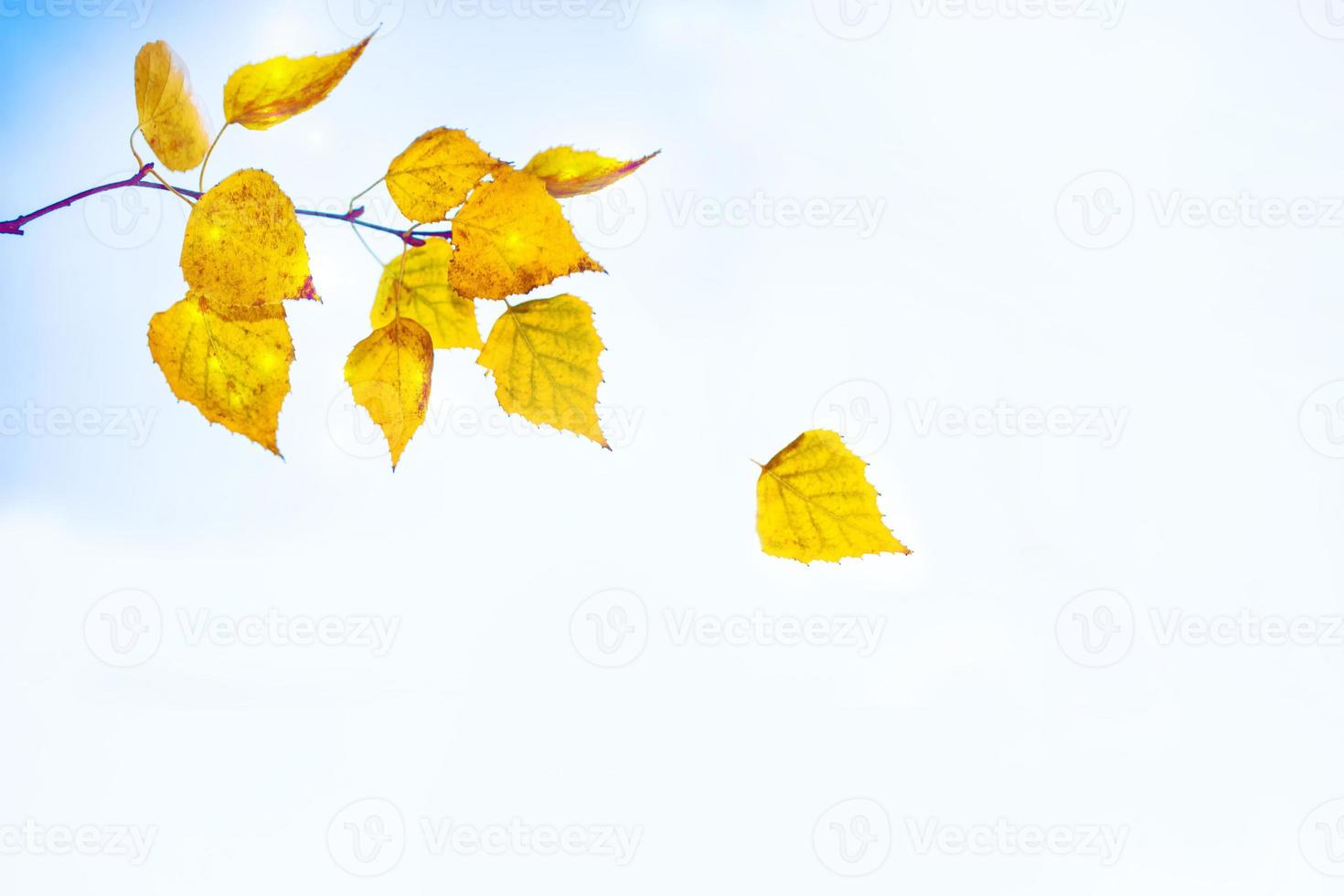 herfstlandschap met helder kleurrijk gebladerte. nazomer. foto