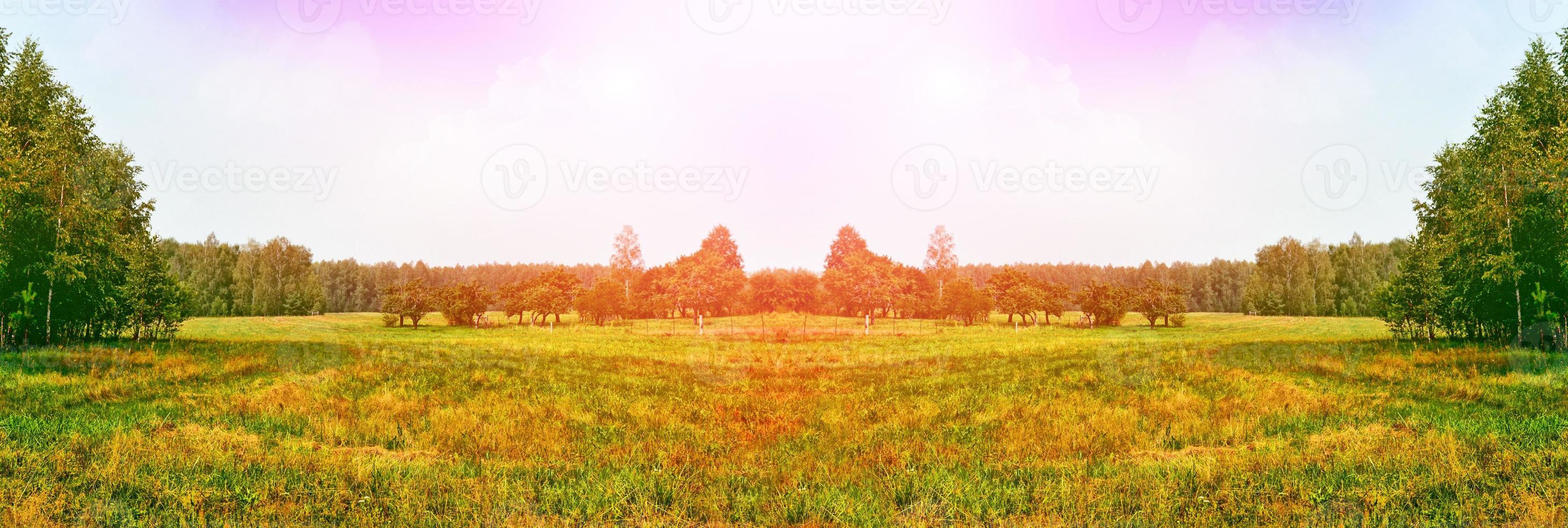 helder kleurrijk lentelandschap. groene berkenbomen. foto