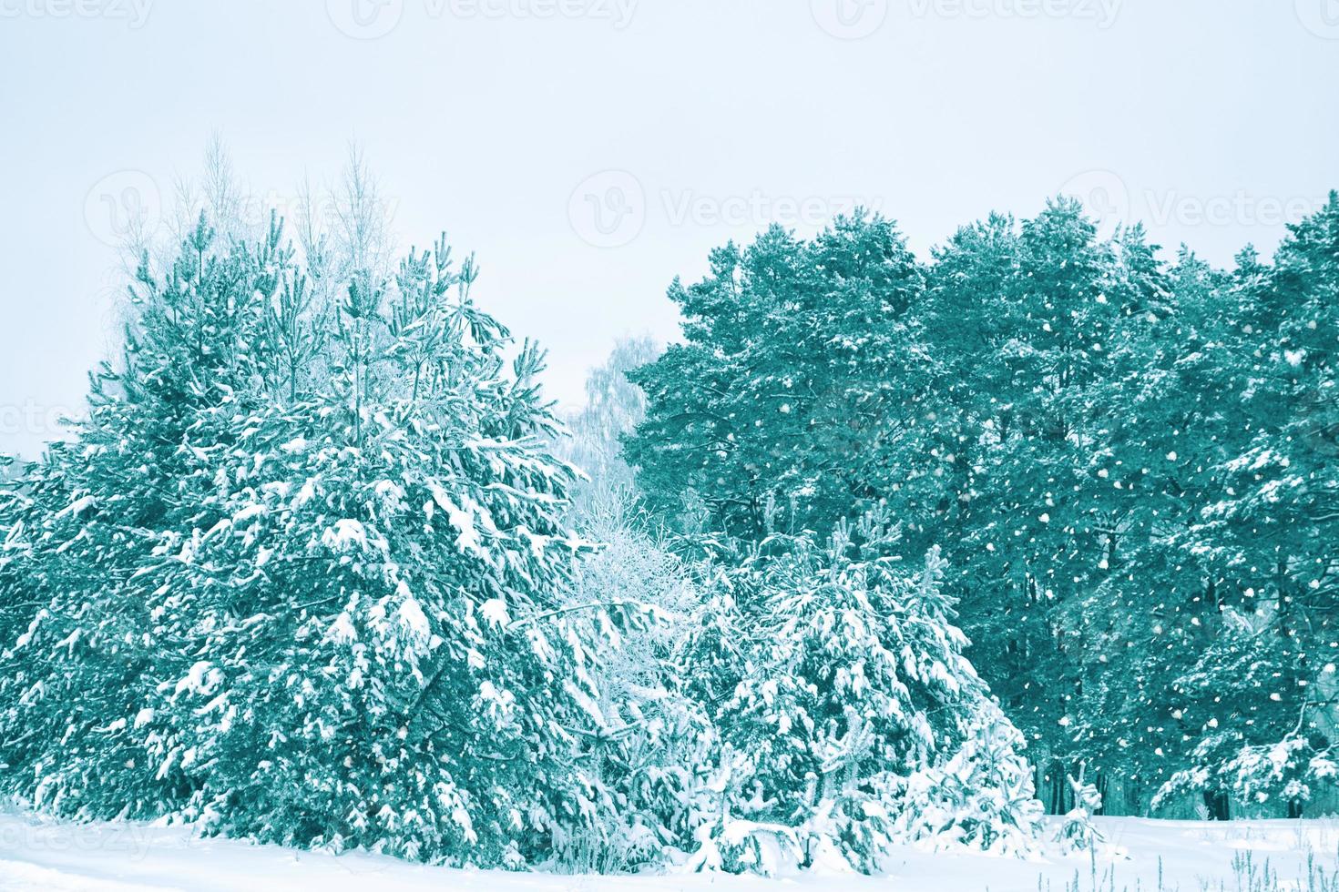 wazige achtergrond. winterbos met besneeuwde bomen. foto