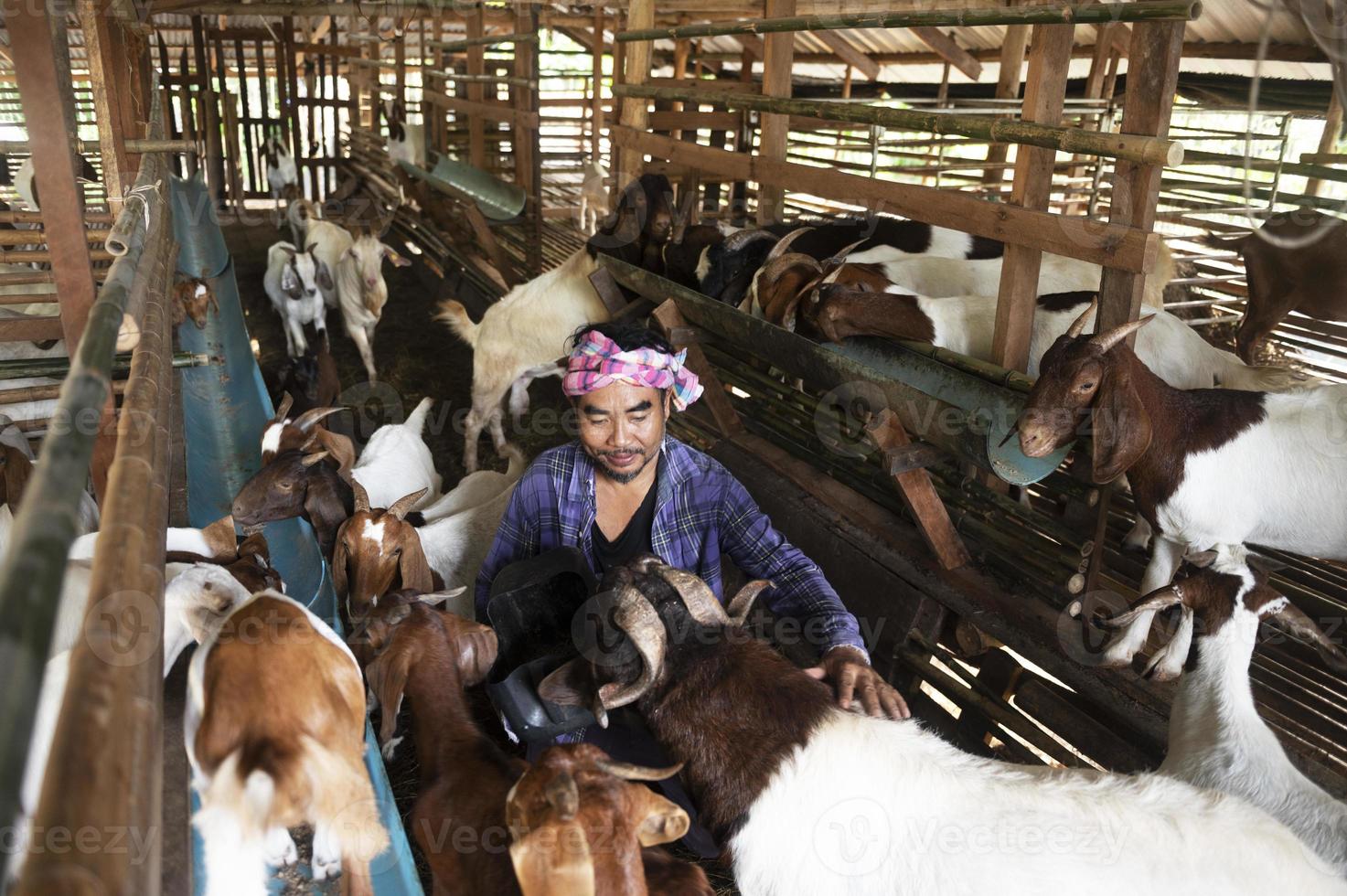 een positieve boer is gelukkig tussen zijn huisdieren. een mannelijke boer in een geitenboerderij lacht als hij naar de geiten in de boerderij kijkt. foto