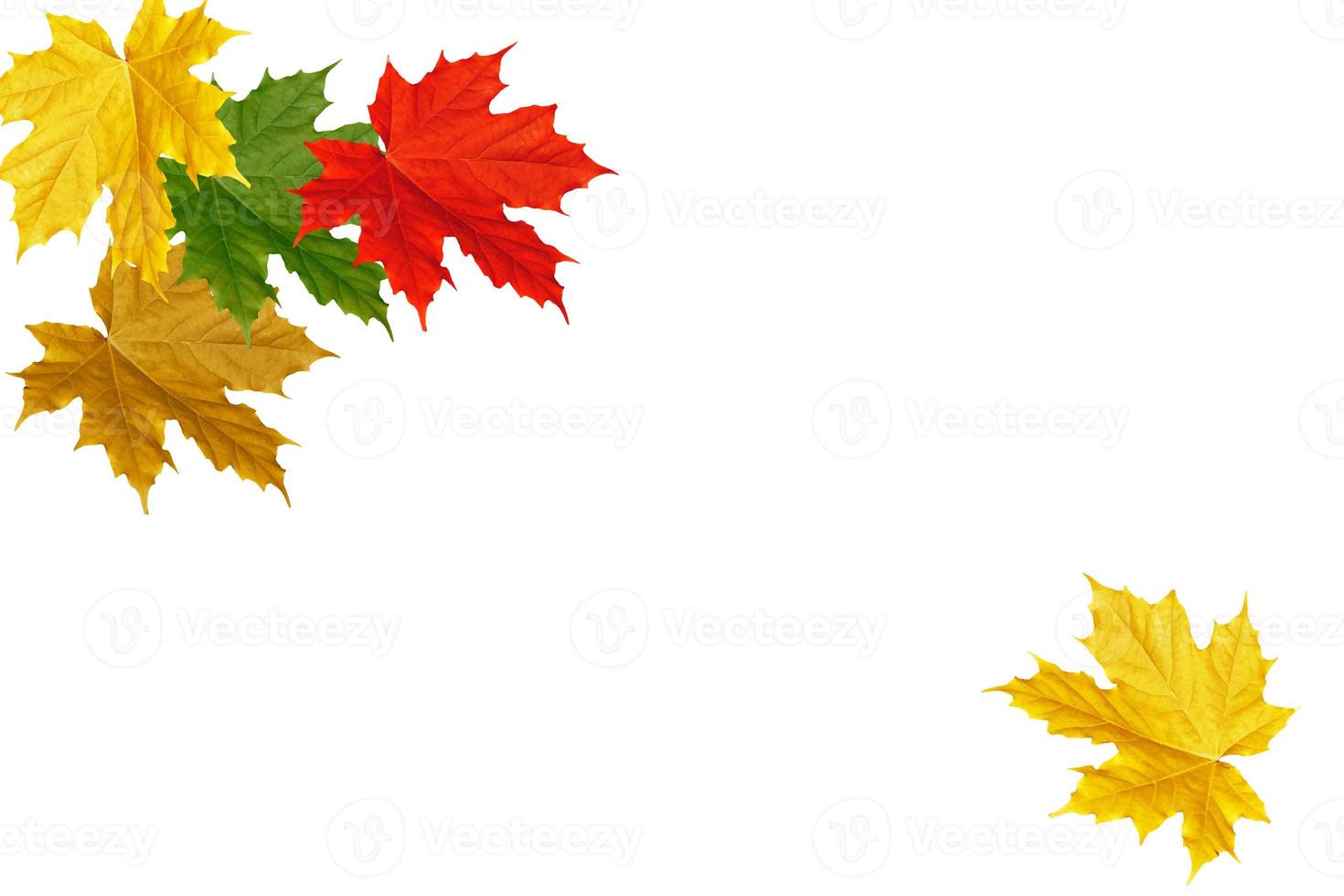 helder kleurrijk herfstgebladerte foto
