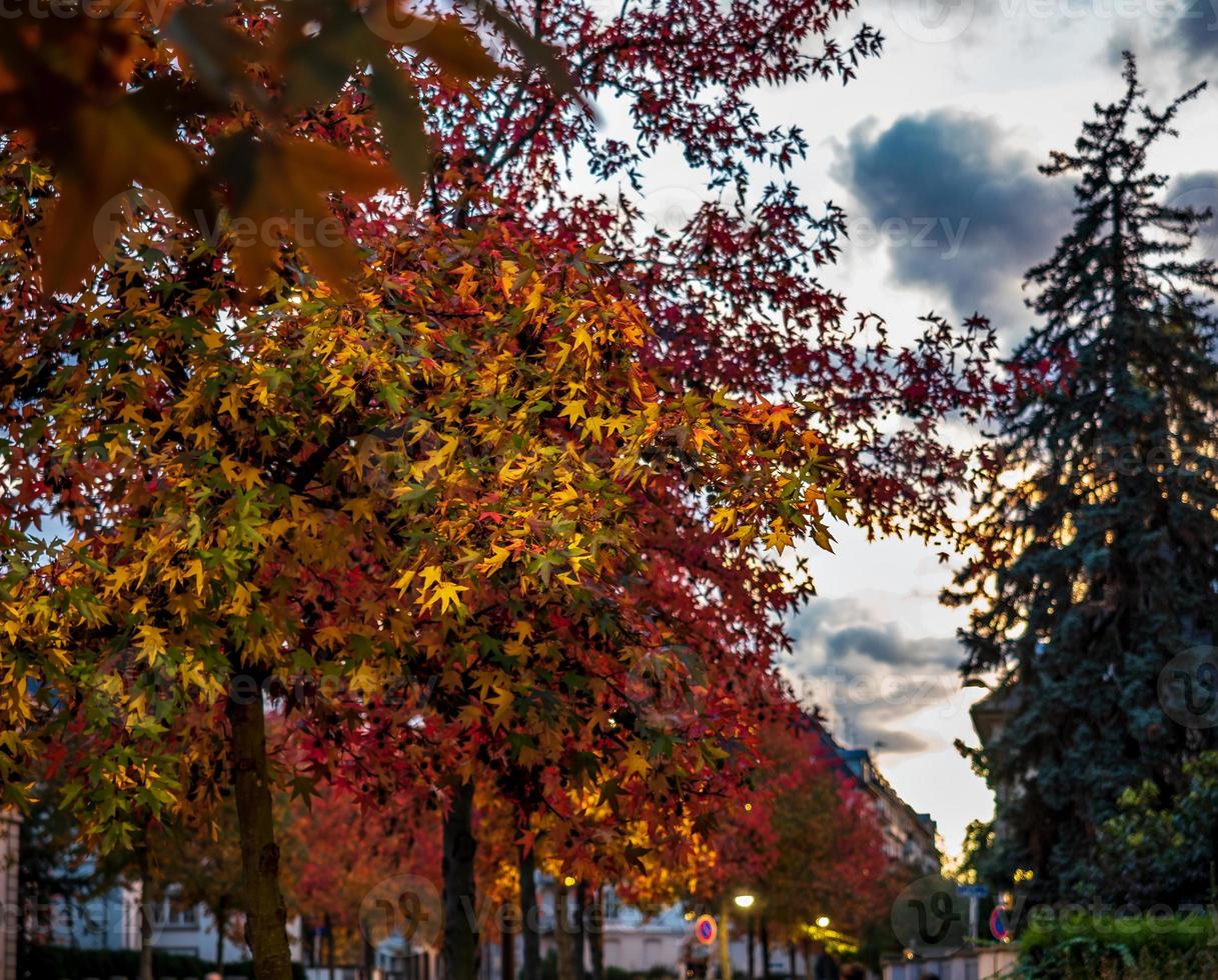 herfstkleuren in de stad Straatsburg. geel, rood, oranje foto