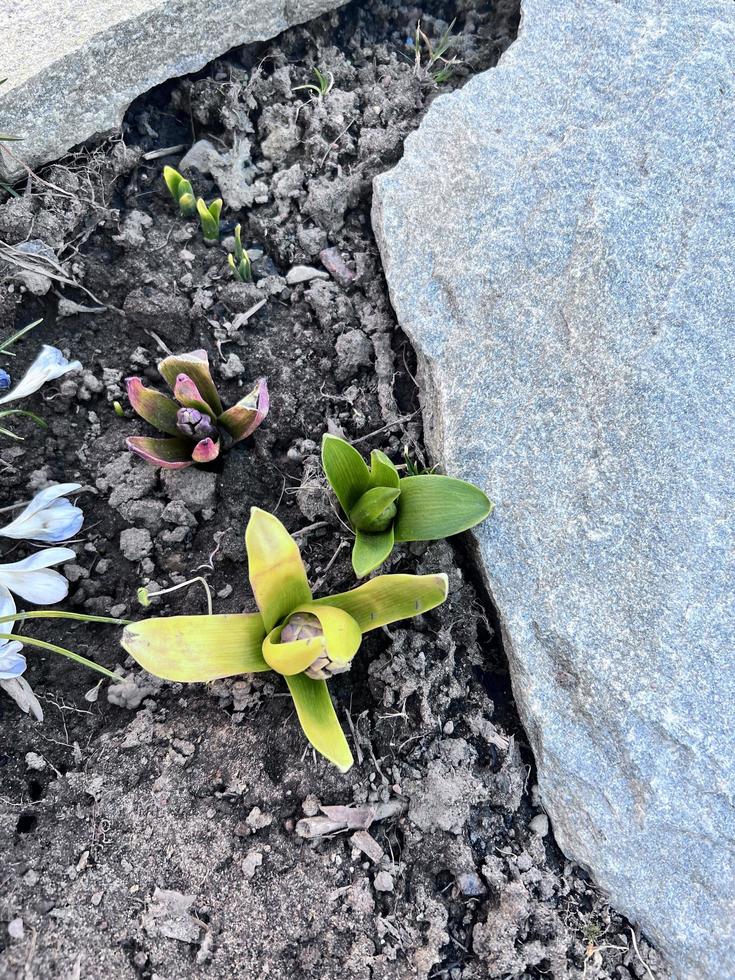 krokussen lentebloemen foto