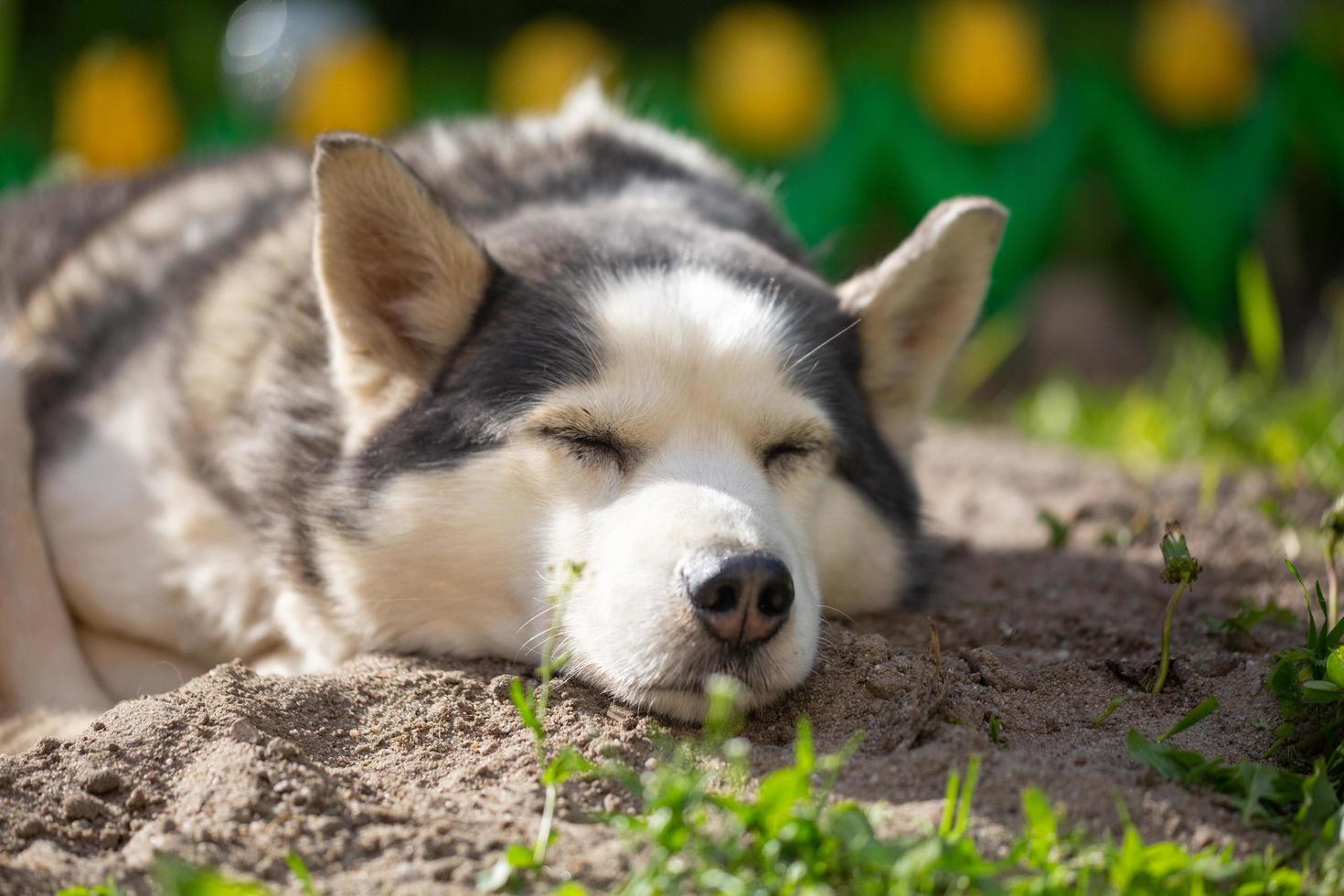 grappig portret van een Siberische husky-vrouw die op een zomerdag op de grond ligt. een huishond ligt op een zonnige dag op het zand in de tuin. foto