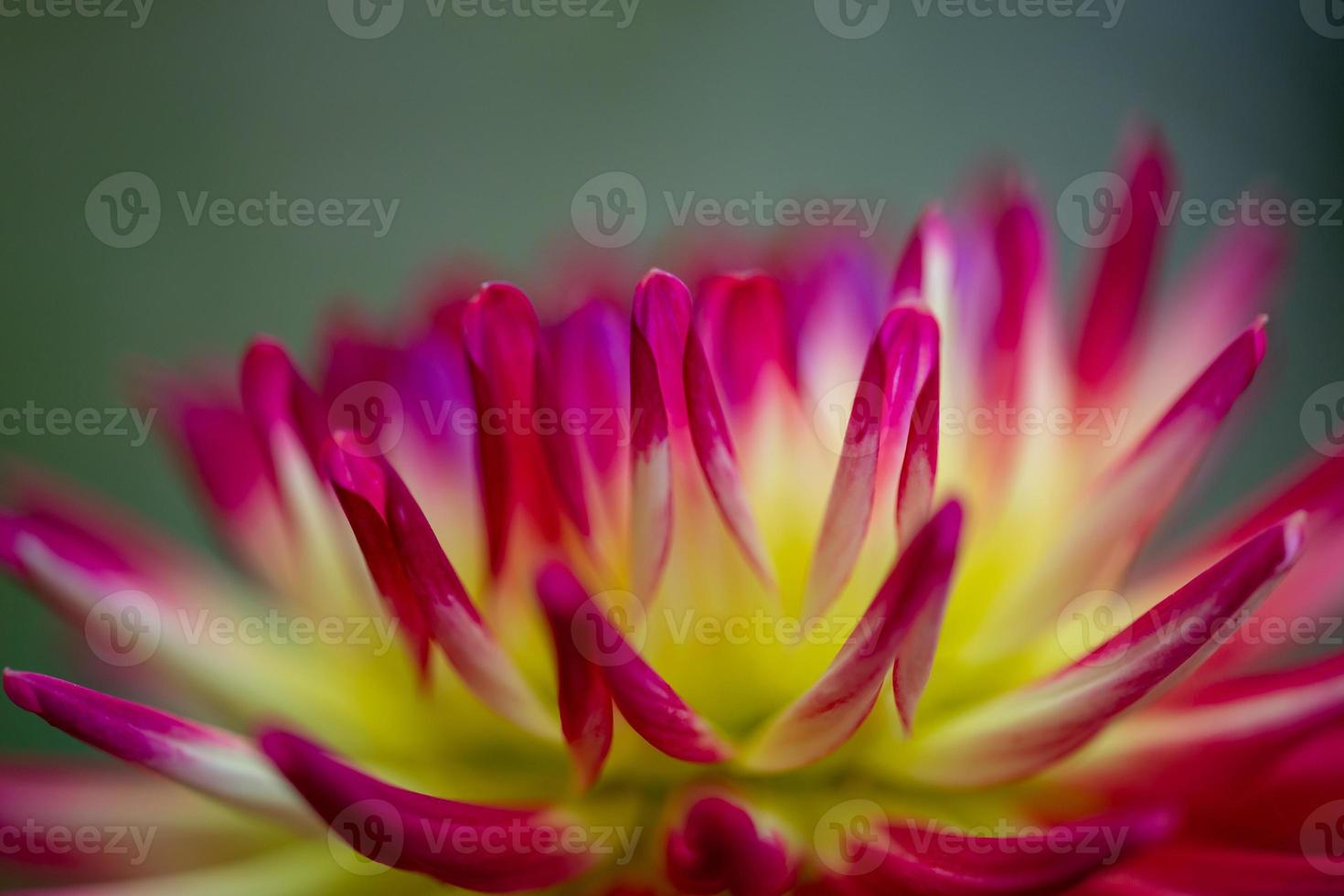 tweekleurige dahlia close-up op een groene achtergrond. rode en gele tuin bloem in een zomerse dag macrofotografie. ongebruikelijke bloesem dahlia ronde vorm bloemen behang. foto