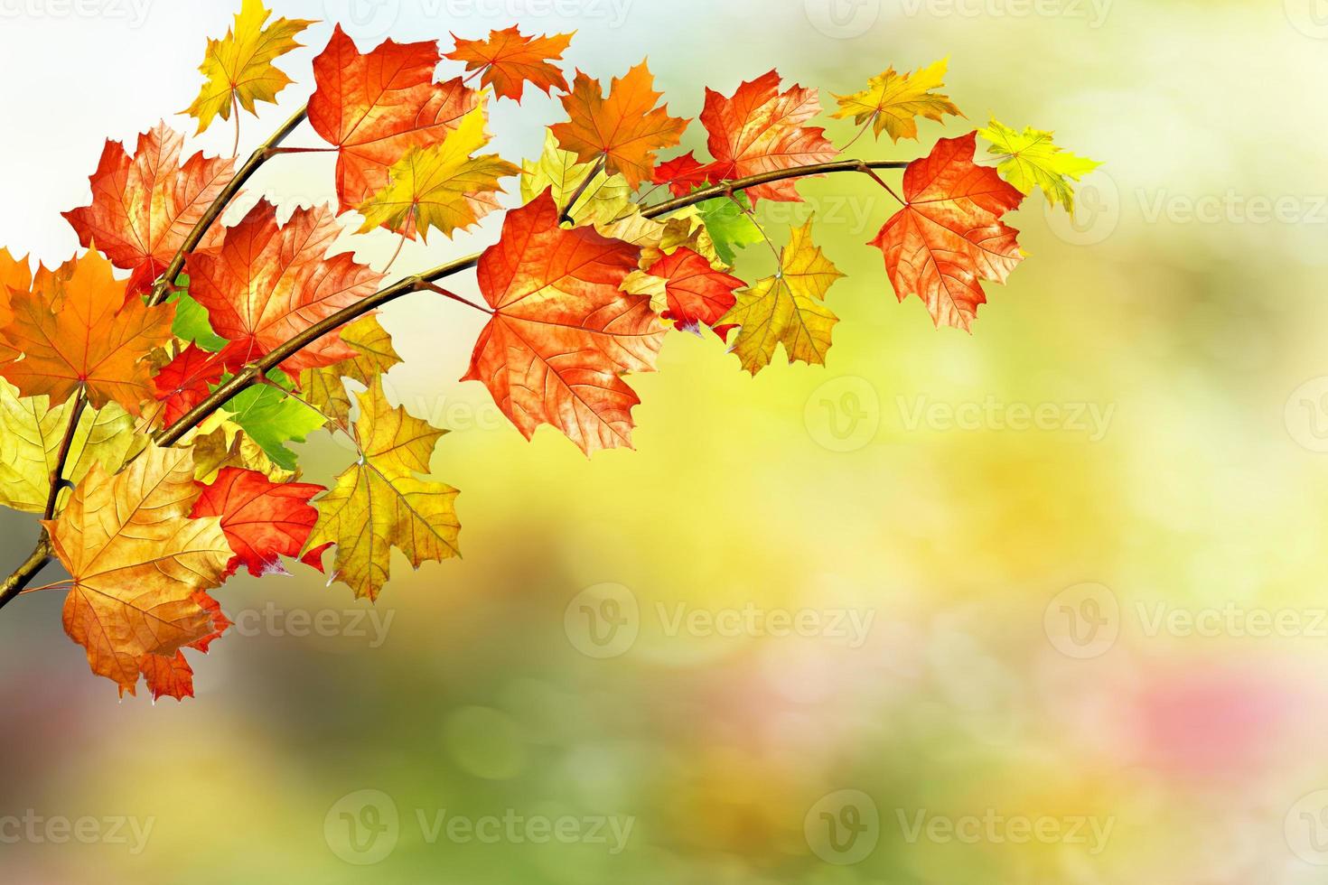 herfst landschap. mooie bladeren. landschap. kleurrijke bomen foto