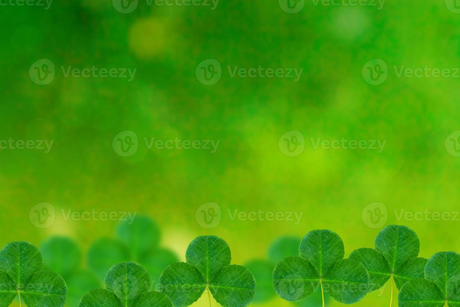 groene klaverbladeren op een achtergrond zomerlandschap foto