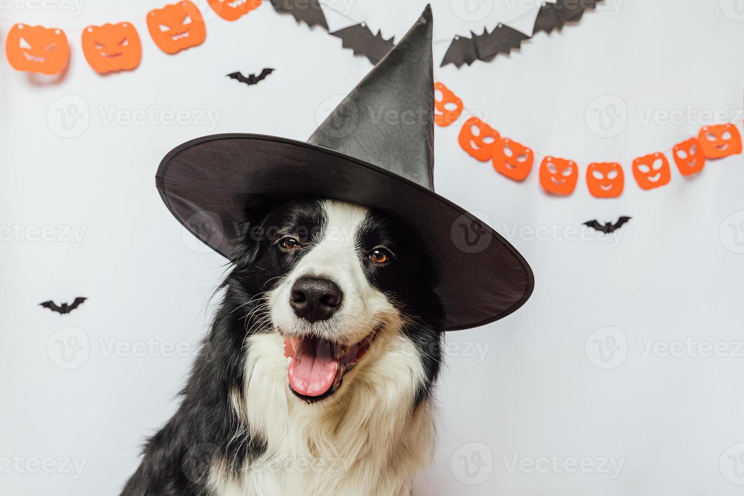 trick or treat-concept. grappige puppy hond border collie gekleed in halloween hoed heks kostuum eng en spookachtig op witte achtergrond met halloween slinger decoraties. voorbereiding voor halloween-feest. foto