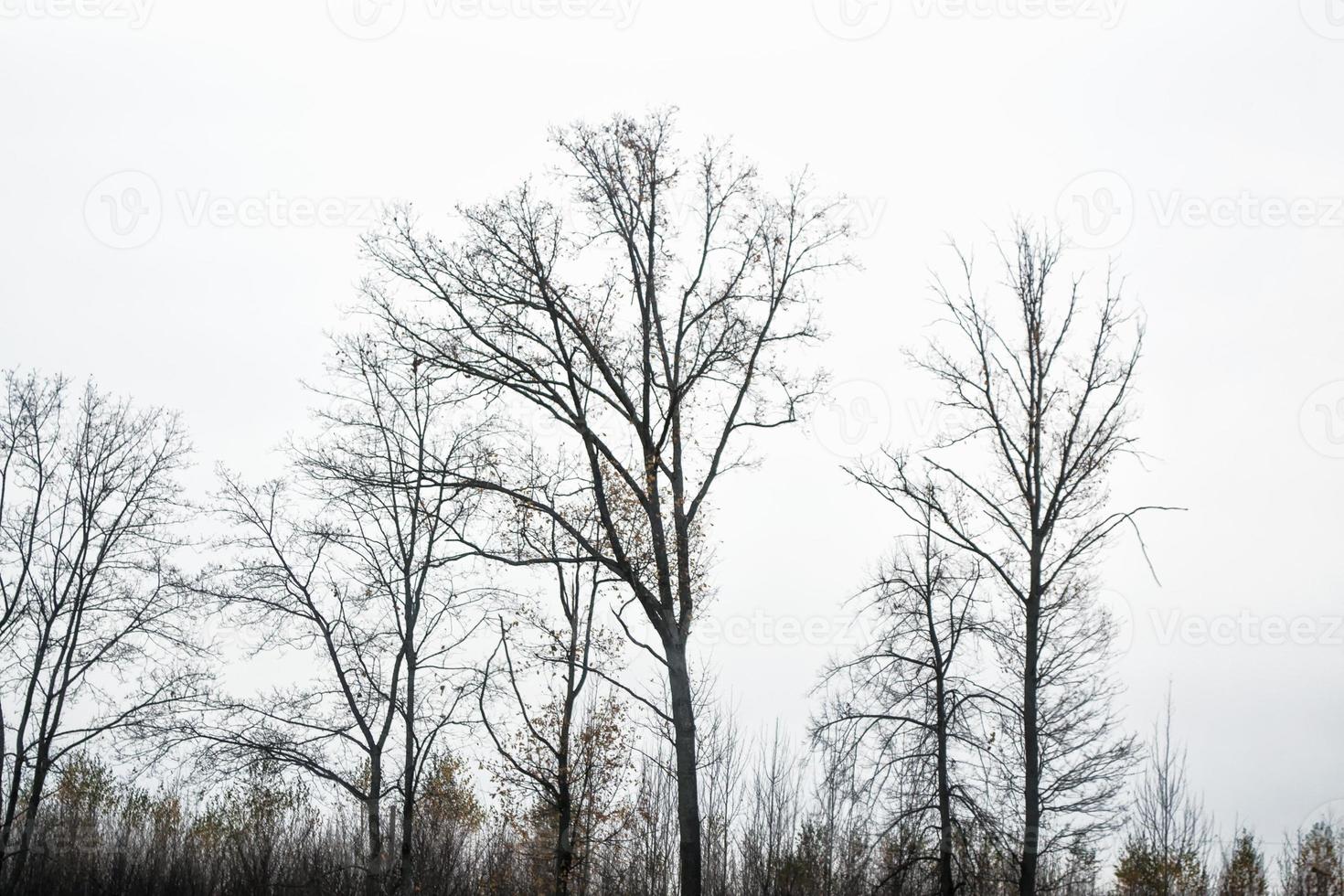 bevroren winterbos met besneeuwde bomen. foto