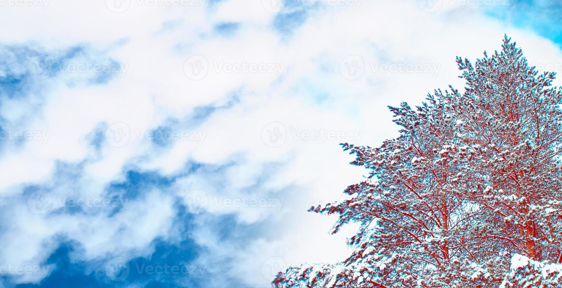 bevroren winterbos met besneeuwde bomen. foto