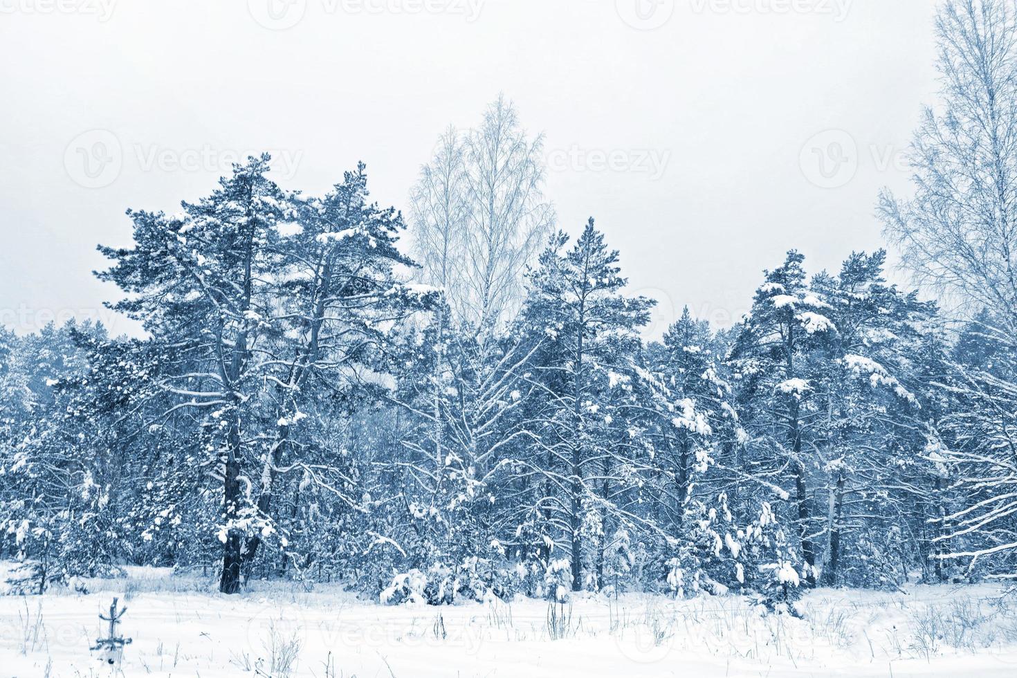 bos in de vorst. winters landschap. besneeuwde bomen. foto