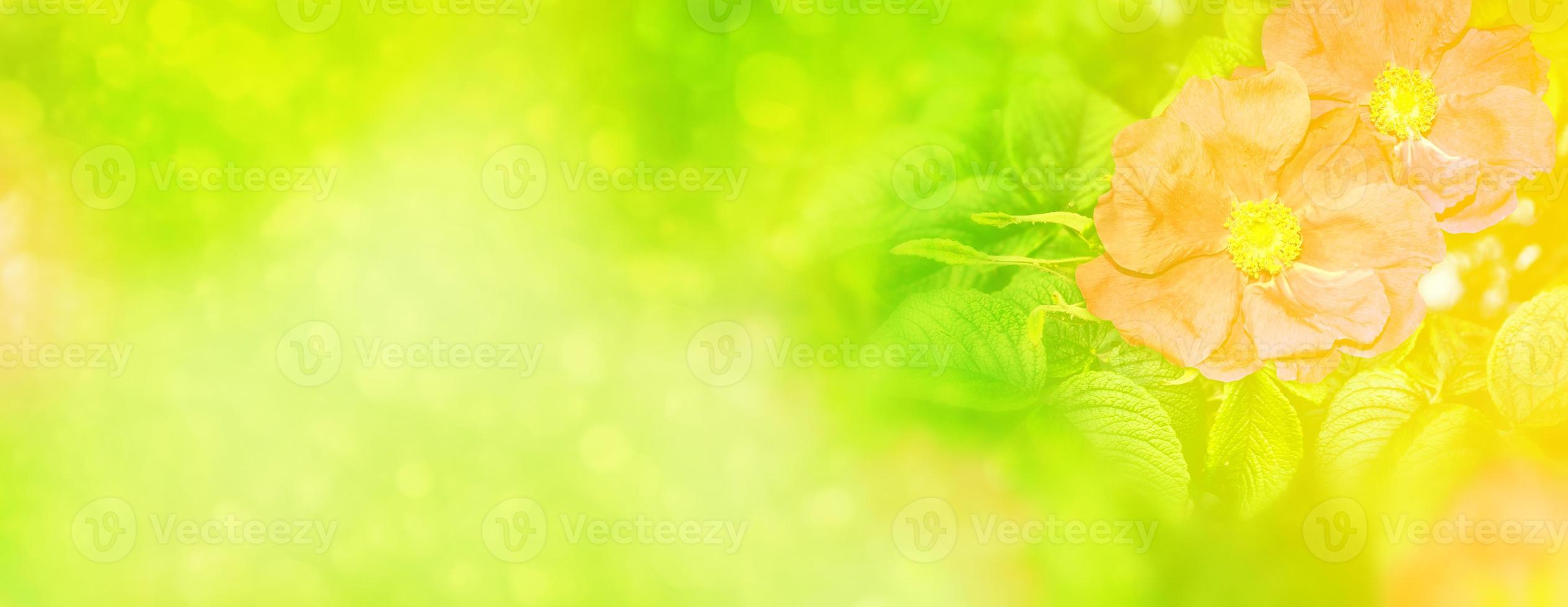 delicate wilde rozentuin bloemen foto