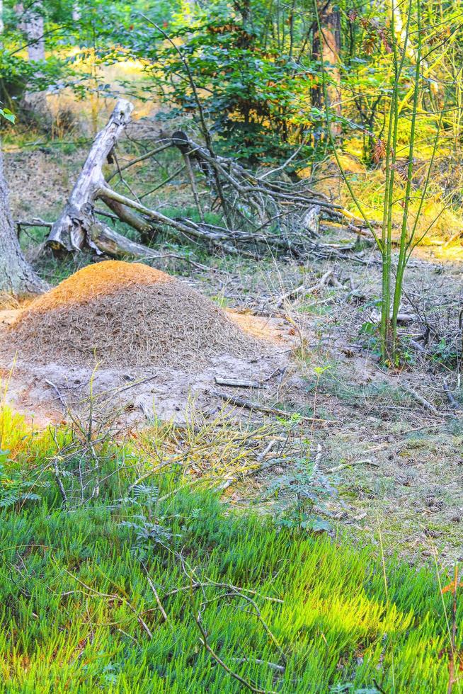 mierenheuvel met veel mieren natuurlijk bos duitsland. foto