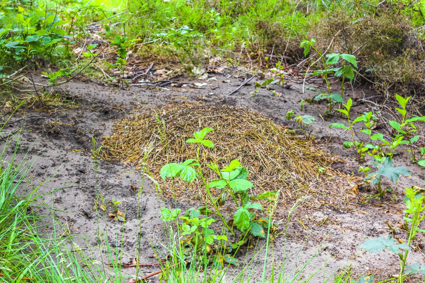 mierenheuvel met veel mieren natuurlijk bos duitsland. foto