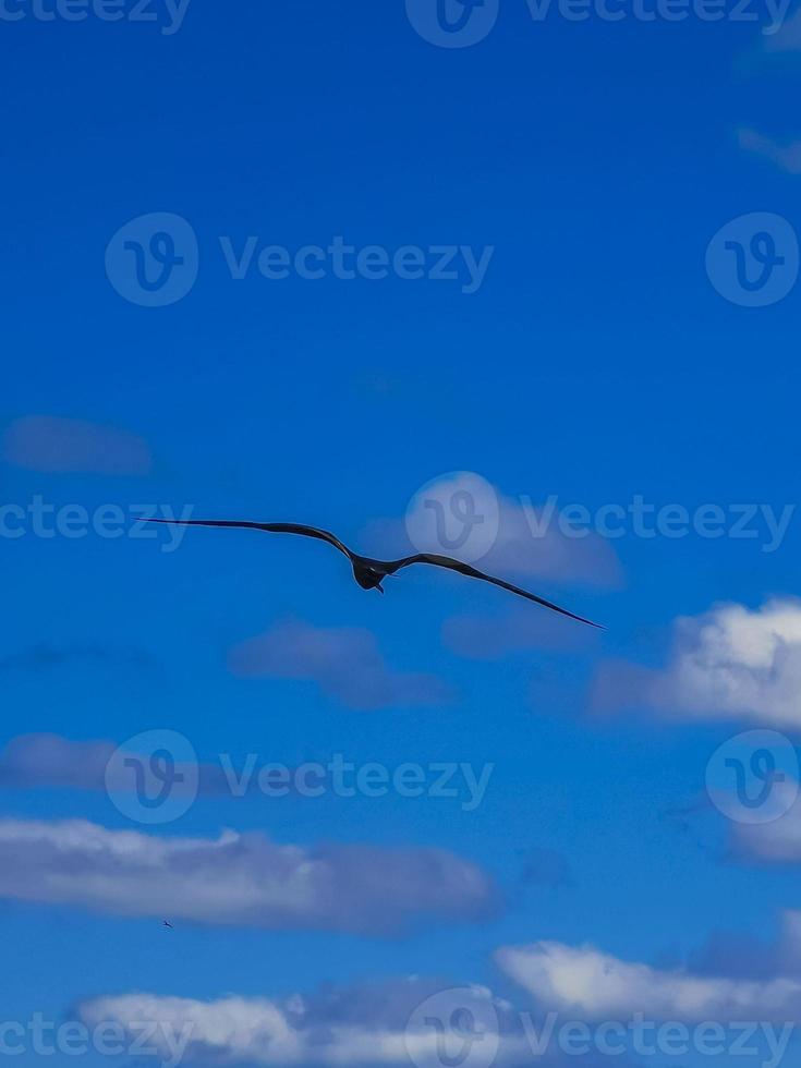 fregat vogels kudde vliegen blauwe hemel achtergrond contoy eiland mexico. foto