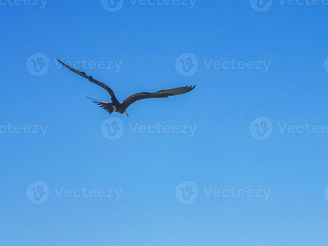 Fregat vogels kudde vliegen blauwe hemelachtergrond op holbox mexico. foto