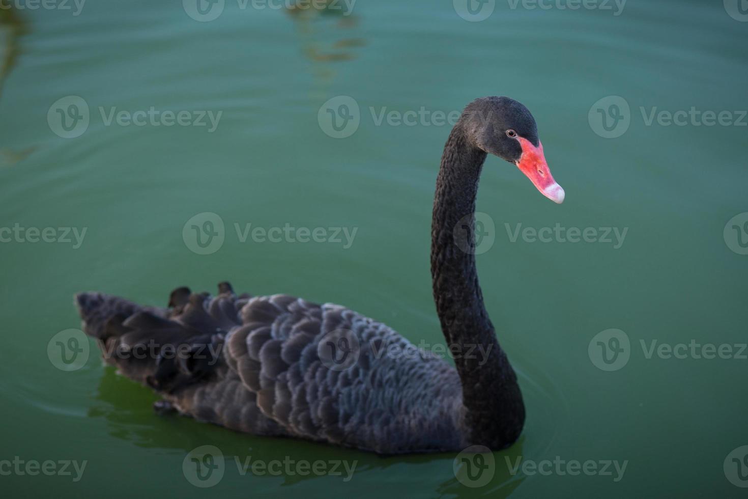 enkele mooie zwarte zwaan zwemt in een groen meer. foto