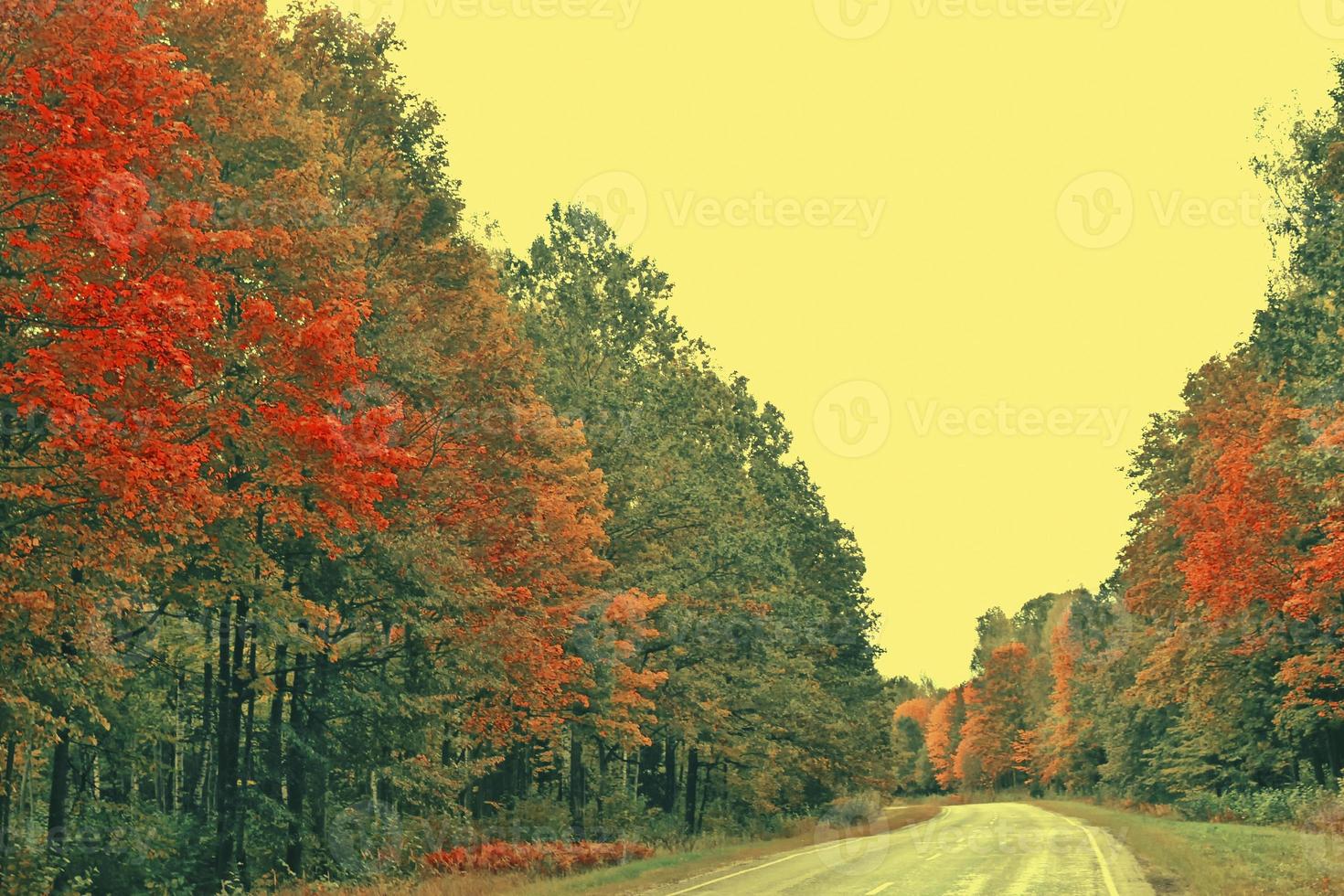 weg in een herfstbos met kleurrijke bomen. landschap. foto