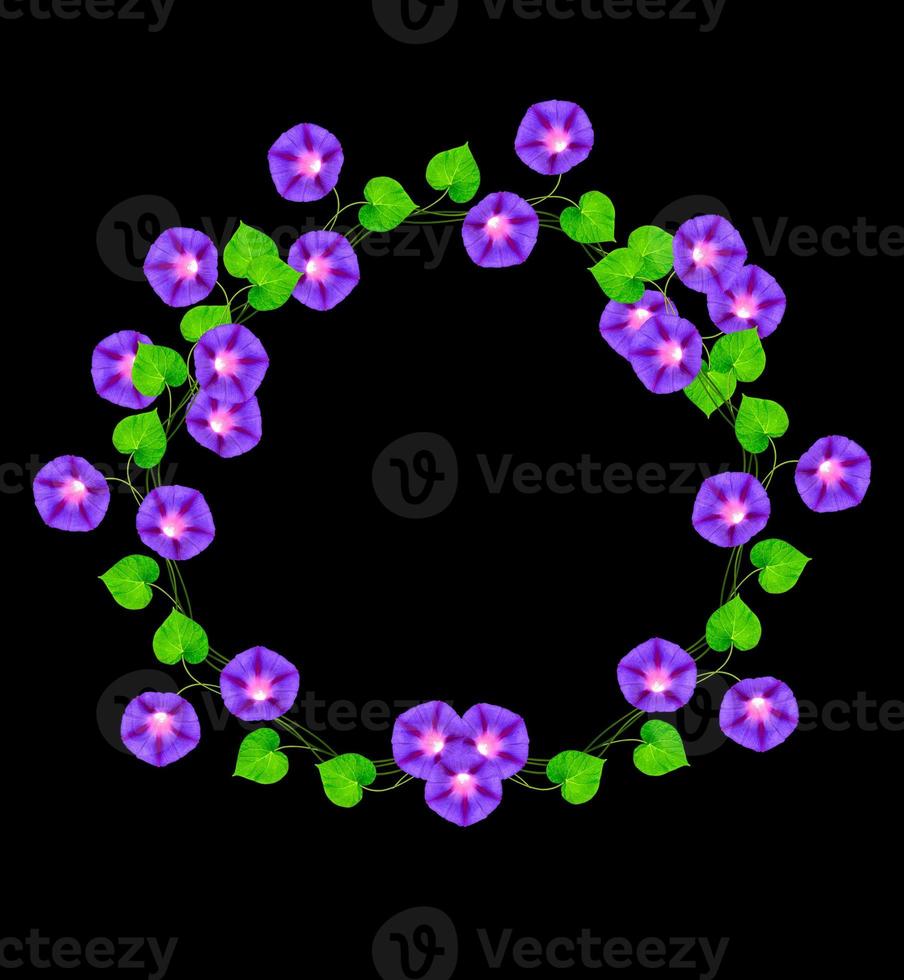 lavatera geïsoleerd op zwarte achtergrond. heldere bloem foto