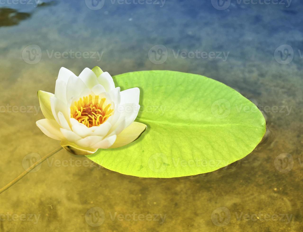 witte heldere en kleurrijke bloem waterlelie. foto