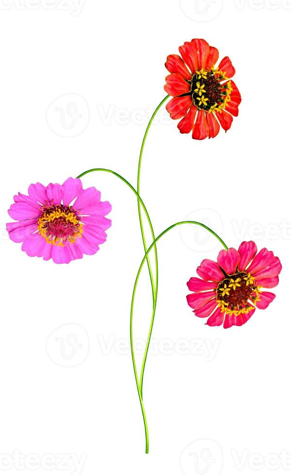 Zinnia bloemen geïsoleerd op witte achtergrond foto