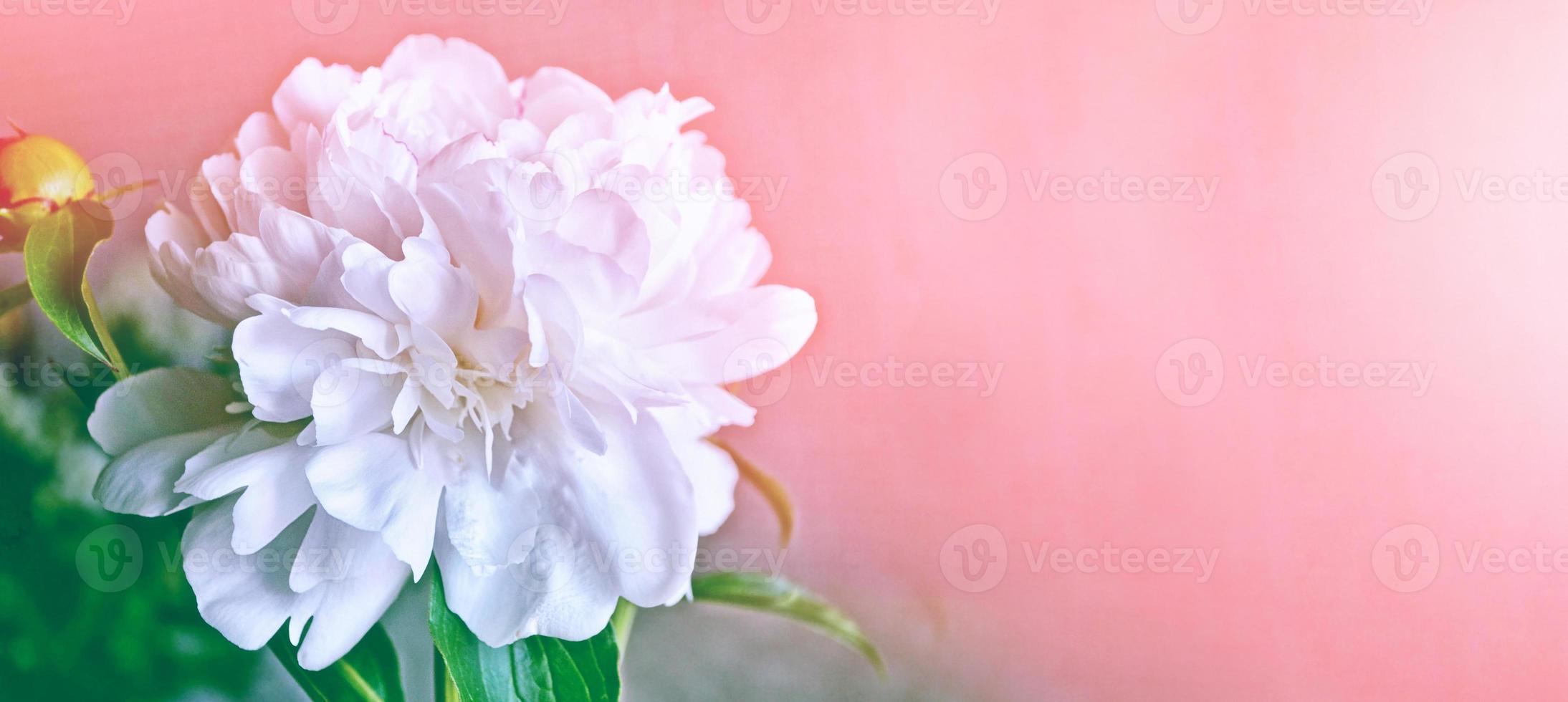 heldere kleurrijke bloemen pioenrozen foto