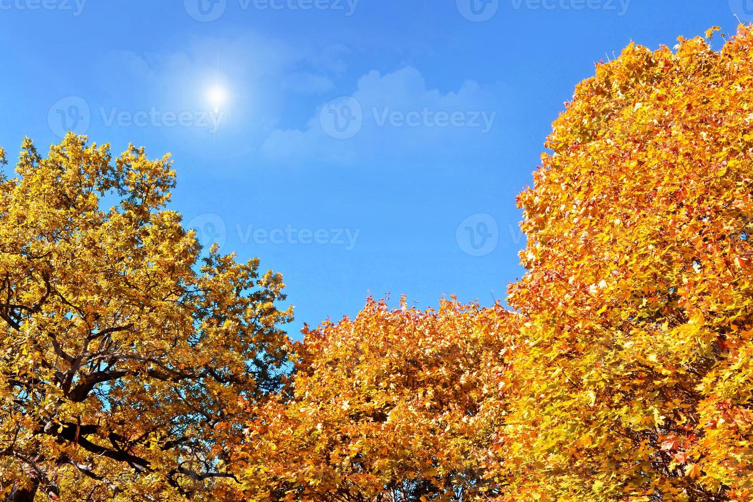 herfstlandschap met helder kleurrijk gebladerte. nazomer. foto