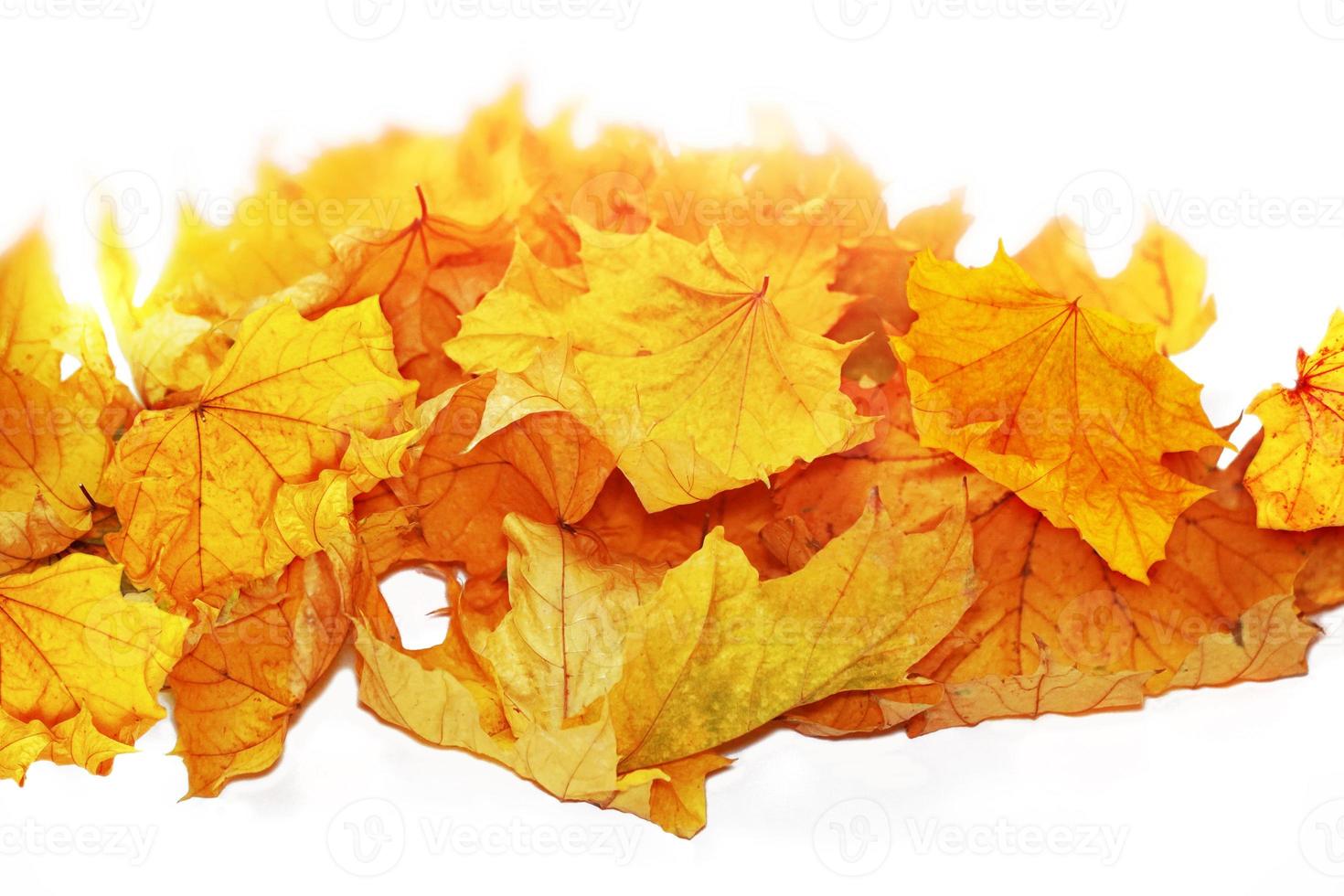 heldere kleurrijke herfstbladeren. natuur foto