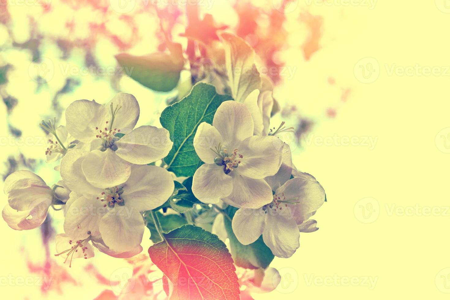 bloeiende lentebloemen. appelboom. foto