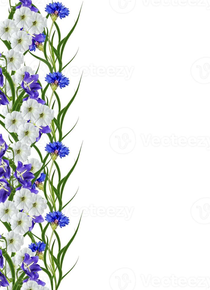 bloemen korenbloemen geïsoleerd op witte achtergrond foto