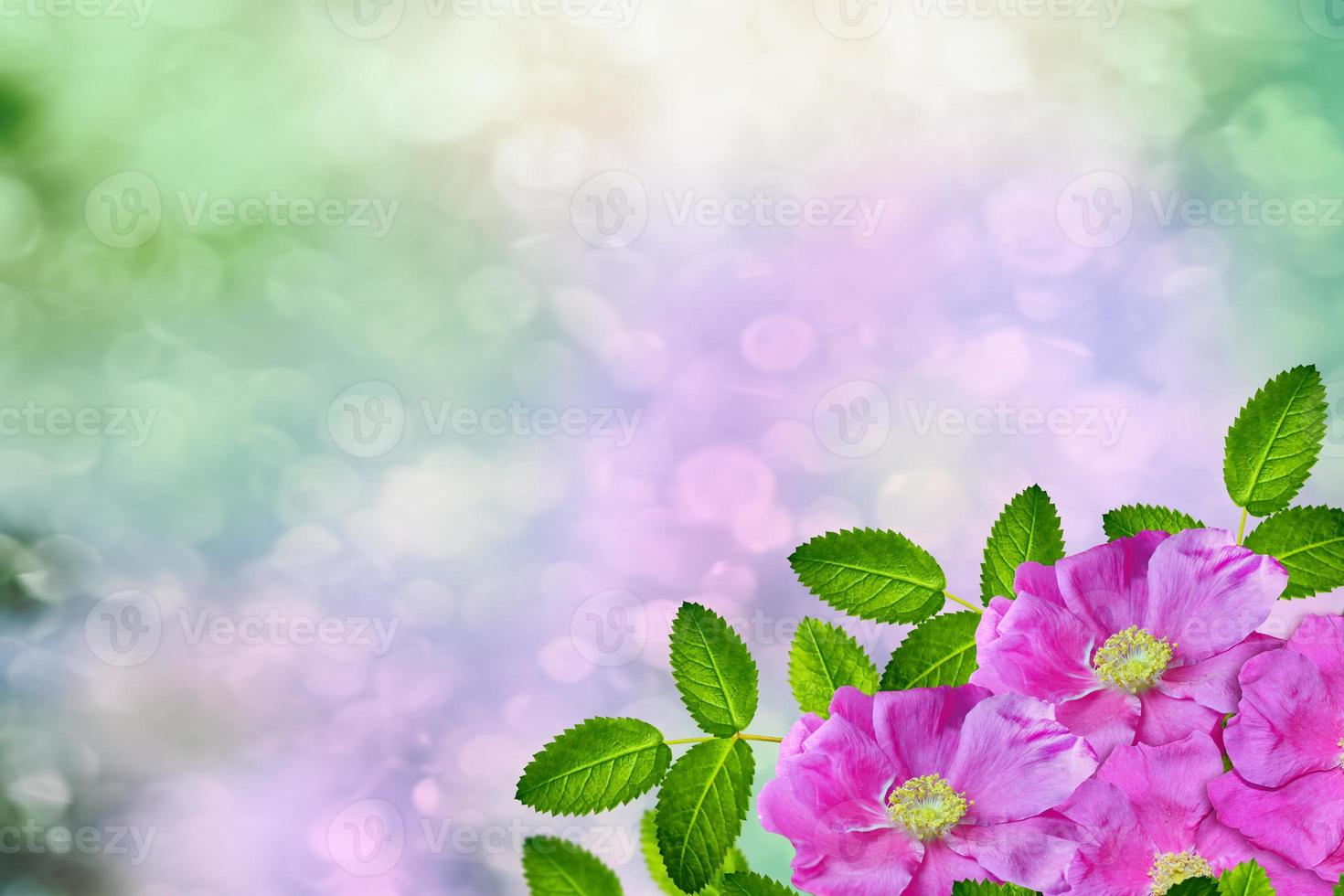 delicate wilde rozentuin bloemen foto
