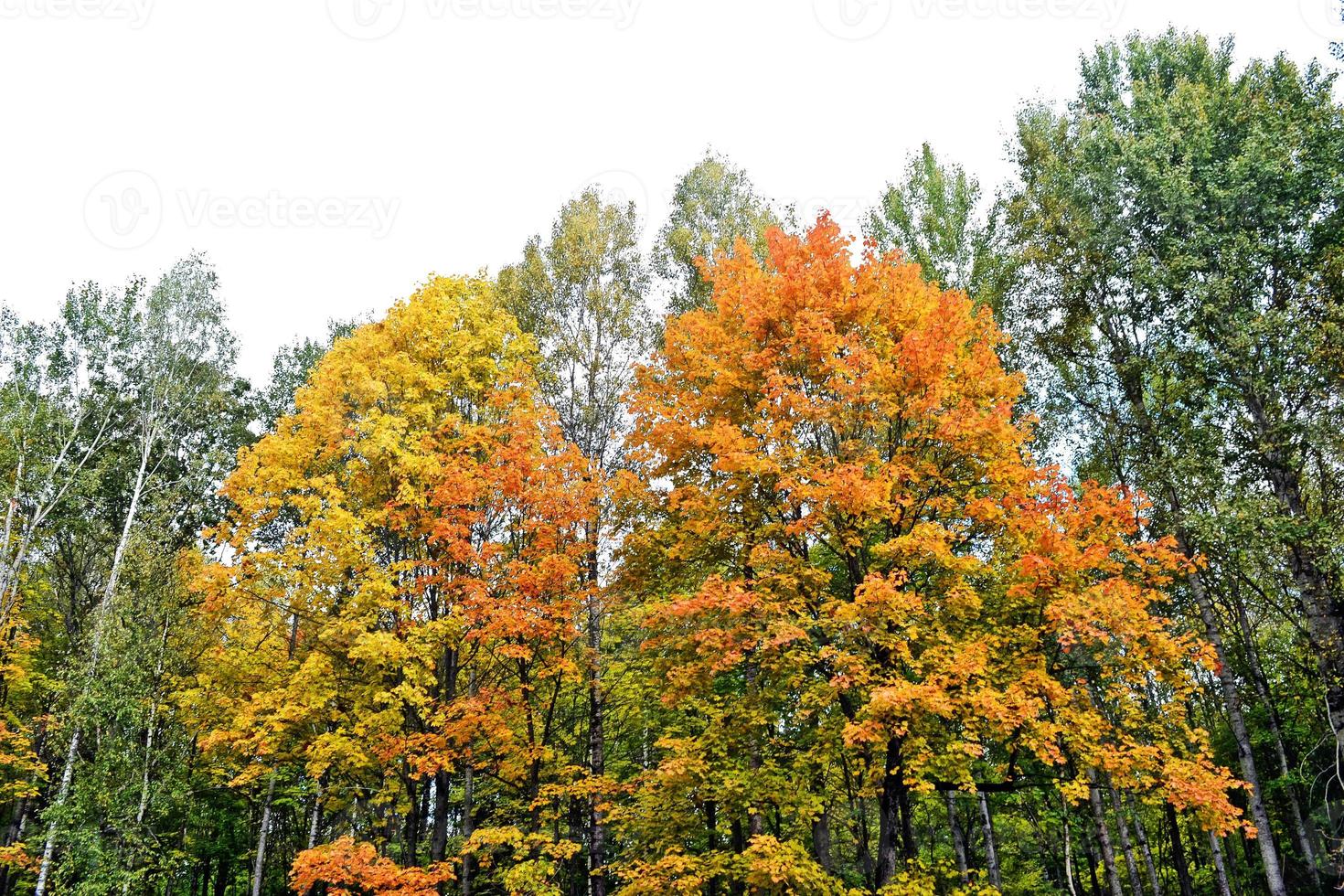 herfstlandschap met kleurrijke heldere bomen. nazomer foto
