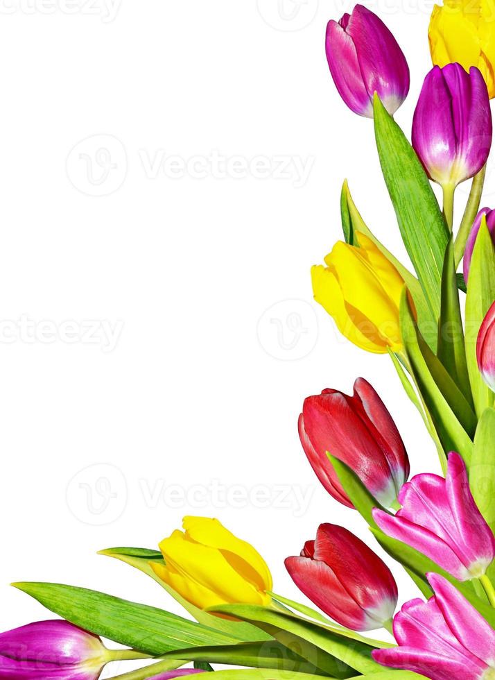 lente bloemen tulpen geïsoleerd op witte achtergrond foto