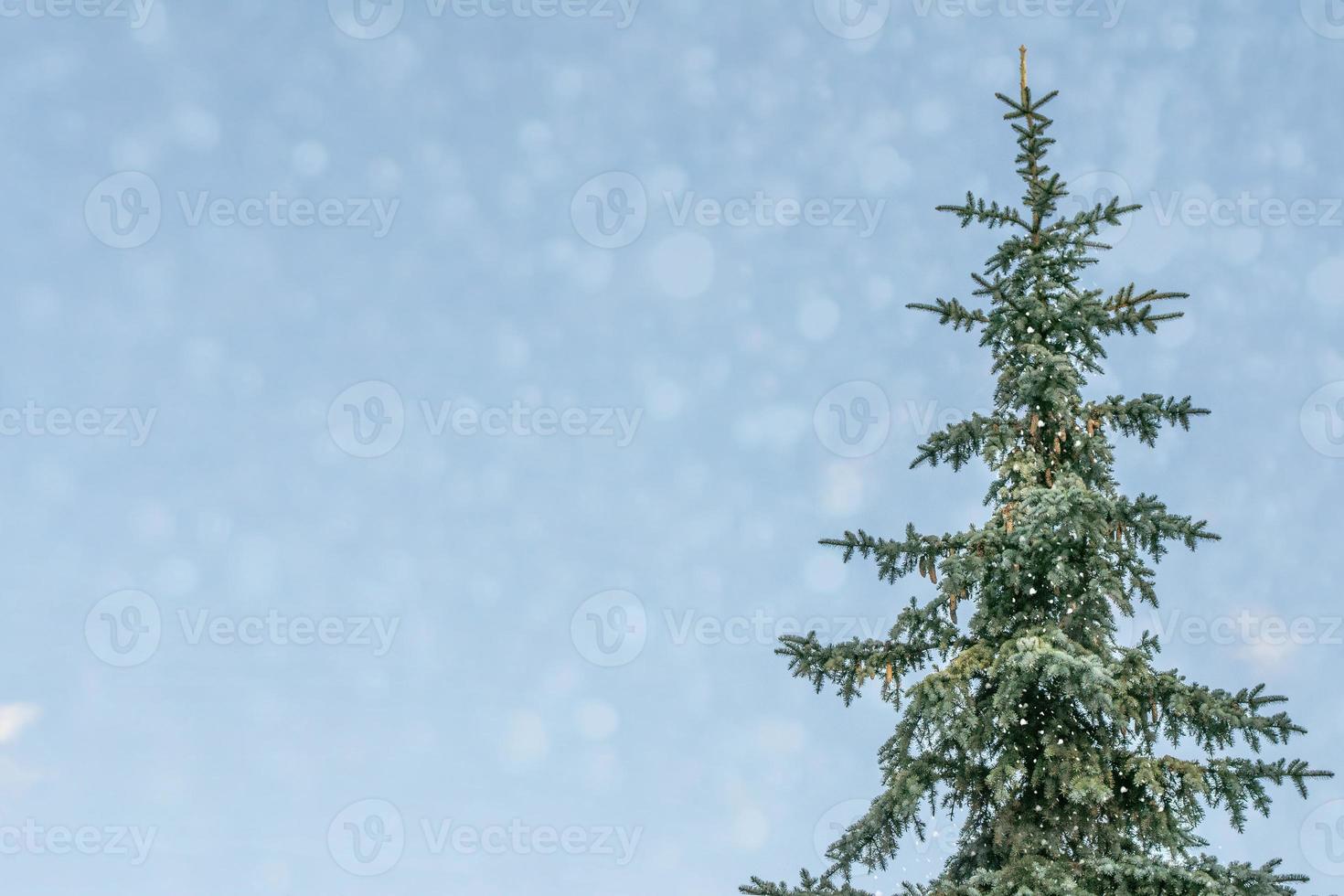 bevroren winterbos met besneeuwde bomen. foto