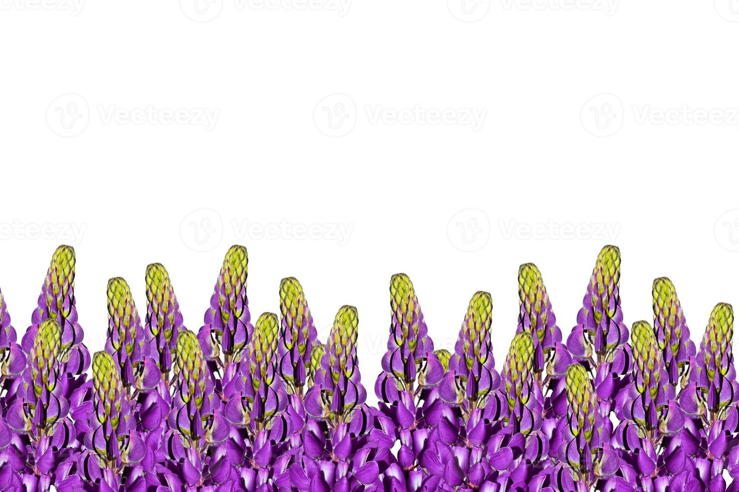 blauwe lupine mooie bloemen op een witte achtergrond foto