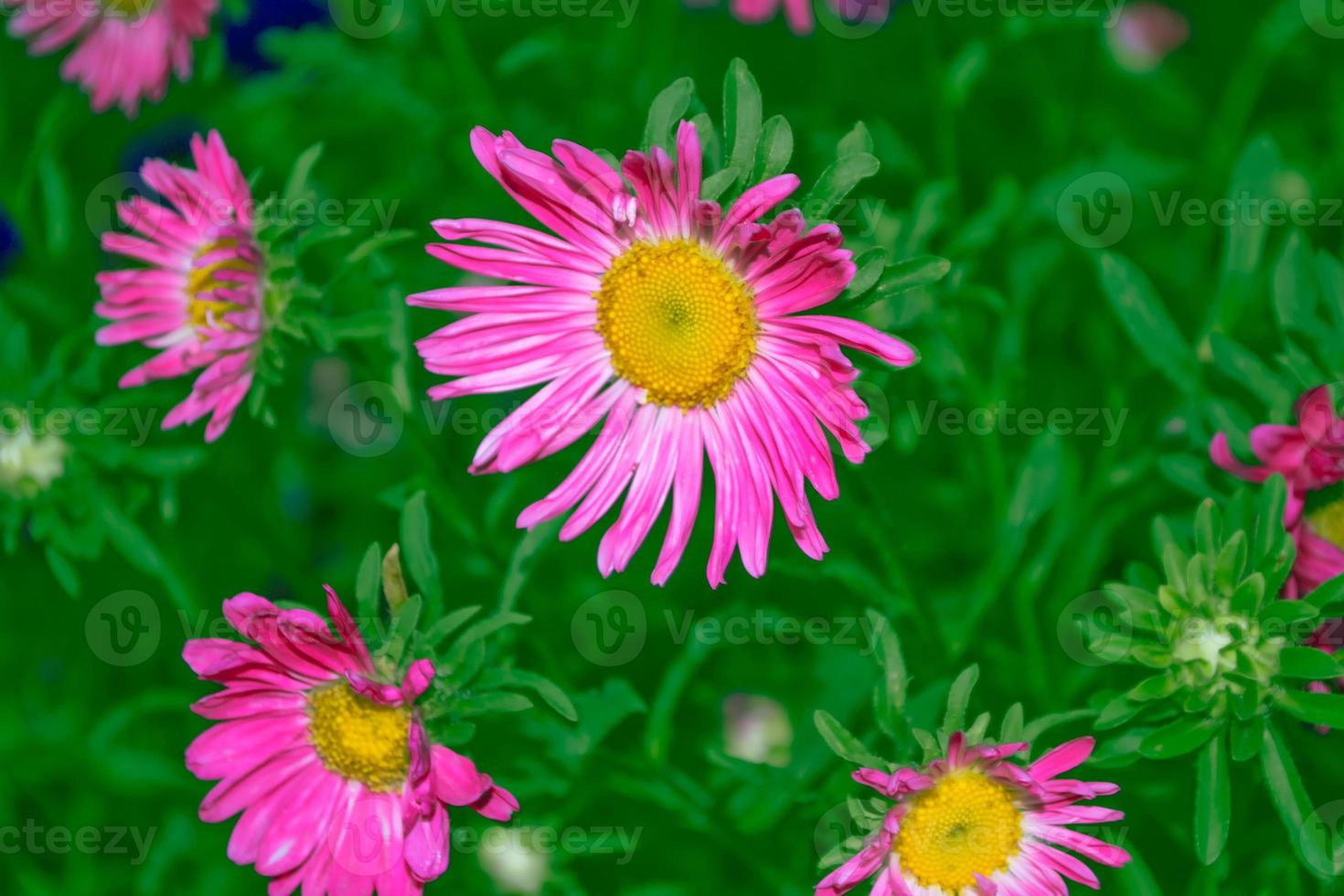 kleurrijke asterbloemen op een achtergrond van het herfstlandschap foto