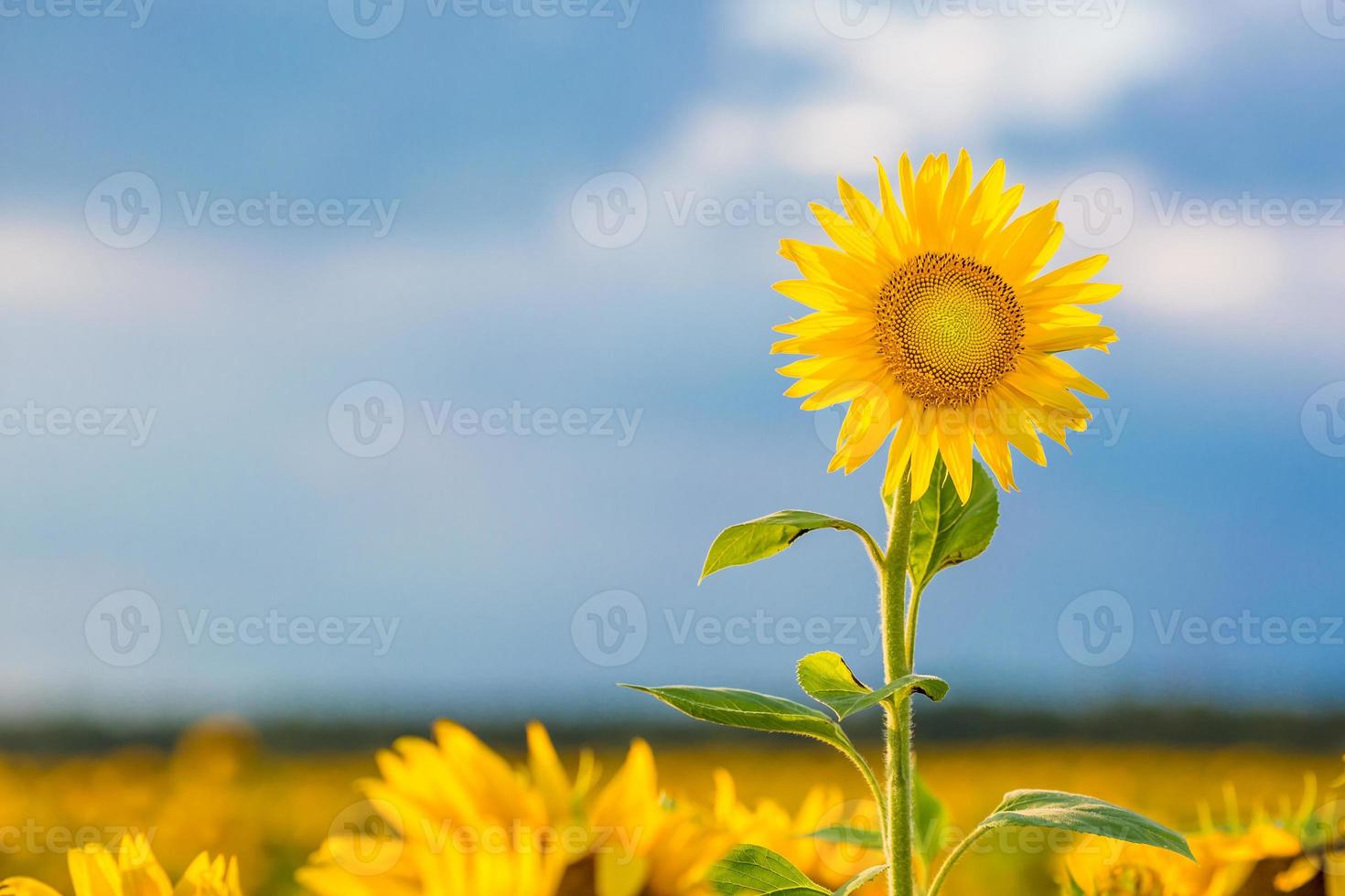 close-up zonnebloem fladdert in de wind in de blauwe lucht als achtergrond foto