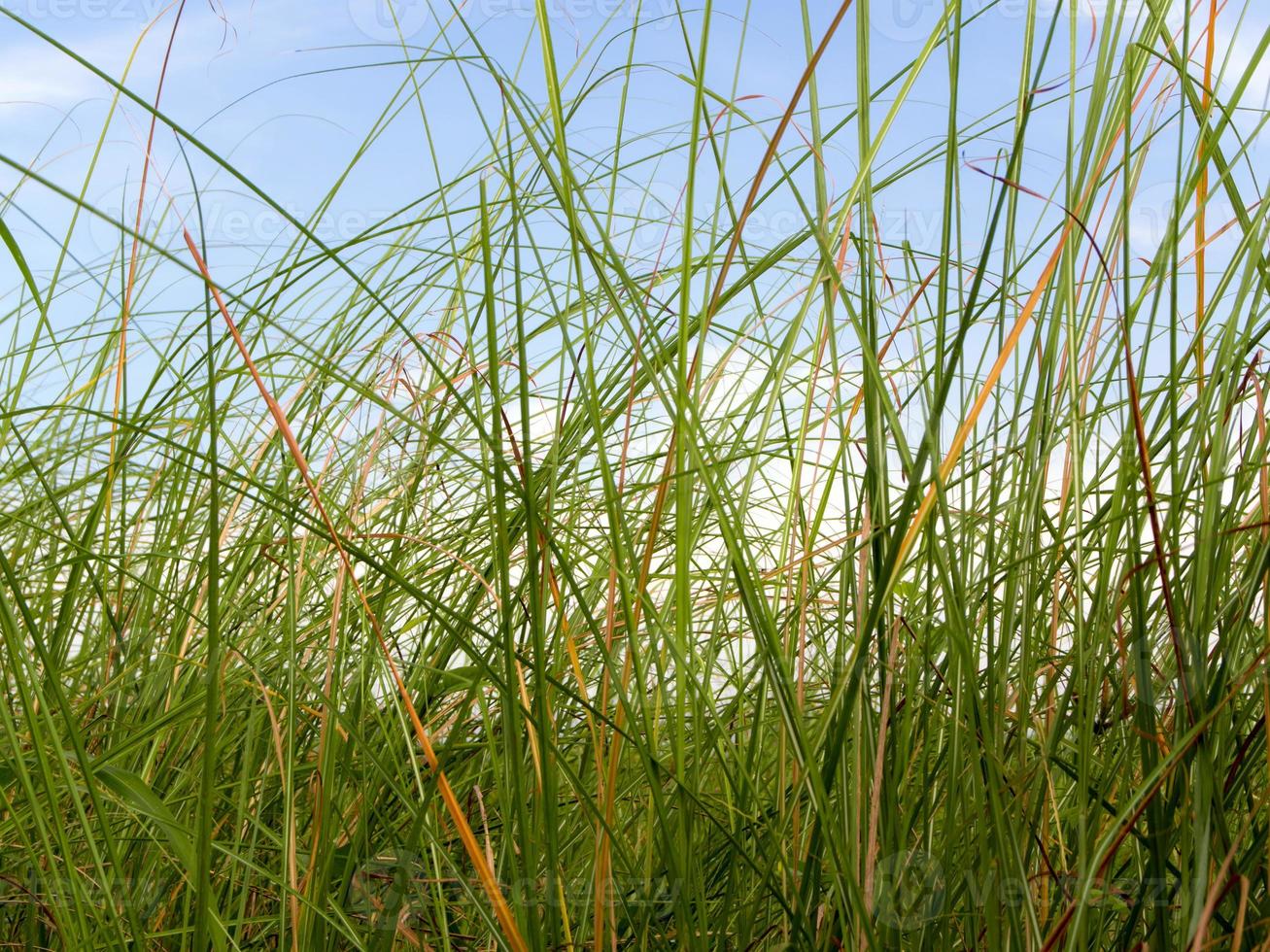 versheid vetiver grassprietje op het platteland foto